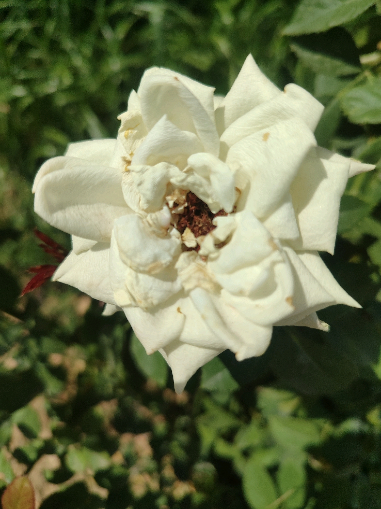 A close-up, overhead shot captures a wilting white rose bloom against a blurred green background of foliage. The rose's petals are delicate and slightly curled, showing signs of age and dryness, with a few small brown spots on their surface. The center of the rose reveals a dark, reddish-brown pistil and stamen cluster. To the left of the bloom, a small cluster of dark red, thorn-like structures are visible. The lighting suggests it is daytime, with sunlight creating shadows and highlights on the petals. The overall impression is one of natural beauty in a state of gentle decay. The image does not contain any identifiable landmarks or features that would indicate a specific location within Tashkent, Uzbekistan, or any other city.
