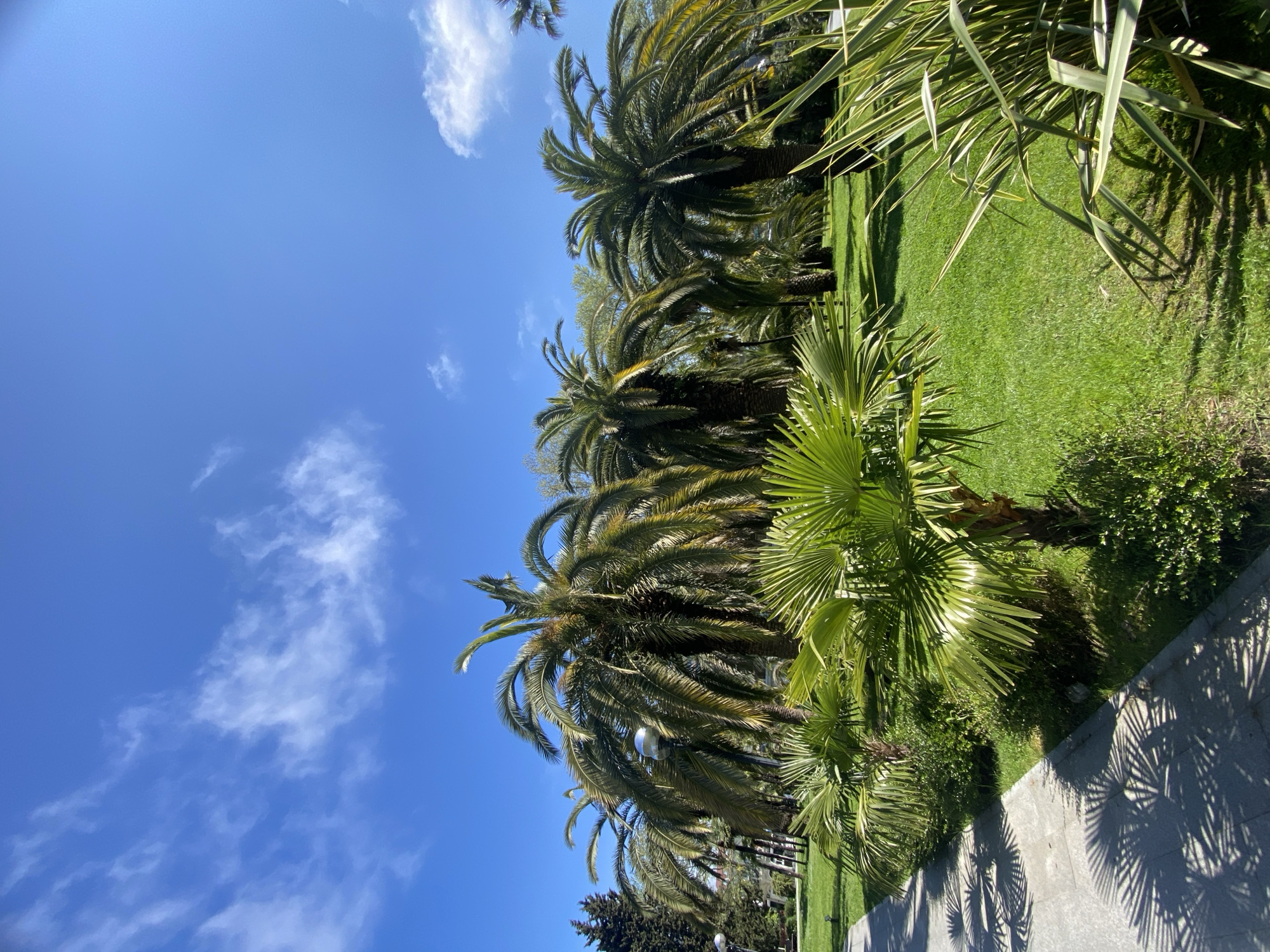 The image depicts a park in Sochi, Russia, with several palm trees of varying sizes dotting a green lawn. The sky is bright blue with scattered white clouds. A concrete walkway is visible in the foreground, casting shadows from the surrounding plants. There are no people visible in the image.