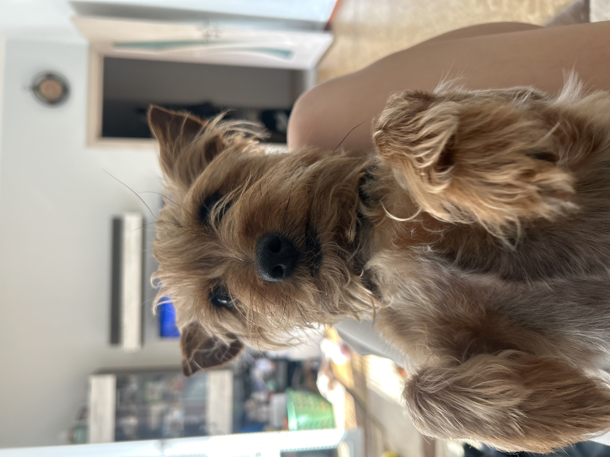 A close-up portrait features a small, tan and brown terrier-type dog, resembling a Yorkshire Terrier, positioned vertically within the frame. The dog's head is at the bottom-center, with its body extending upwards and to the right. It lies on its back or side, paws tucked up, looking directly at the camera with dark, inquisitive eyes and a black nose. Its ears are perked, and its fur appears slightly ruffled.
The dog is resting on a person's lap, with blurred human skin visible in the upper right quadrant of the image. The indoor setting is softly lit, indicating daytime. The background is out of focus, emphasizing the dog. On the left, a light-colored wall is visible, featuring a blurry circular object (perhaps a clock) and a white air conditioning unit or radiator below it. Further back, indistinct furniture or shelves with various items are partially visible. A doorway with a light frame and a darker area beyond can be seen in the upper background. The dog's expression conveys a sense of contentment and curiosity. No text is visible. The location context is Plovdiv, Bulgaria.
