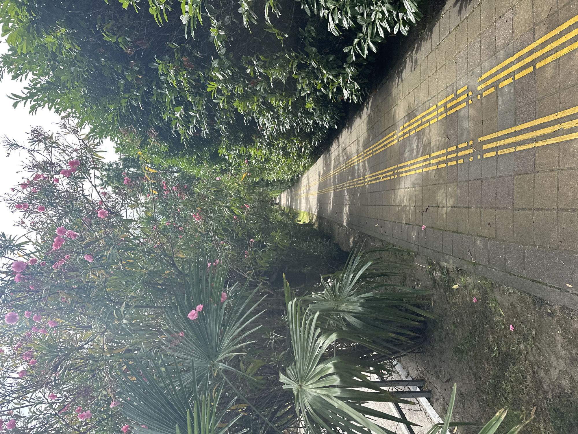 A paved pedestrian walkway lined with lush greenery and flowering bushes stretches into the distance in Sochi, Russia. The walkway is marked with tactile paving, consisting of yellow raised strips, to guide visually impaired individuals. On the left, a dense cluster of palm fronds and pink oleander blossoms creates a vibrant, natural canopy. The right side of the path is bordered by a neatly trimmed hedge of dark green leaves. The ground alongside the path is covered with sparse grass and scattered fallen pink petals. The scene appears to be a tranquil, well-maintained urban pathway, likely within a park or botanical garden, designed for both aesthetic enjoyment and accessibility.