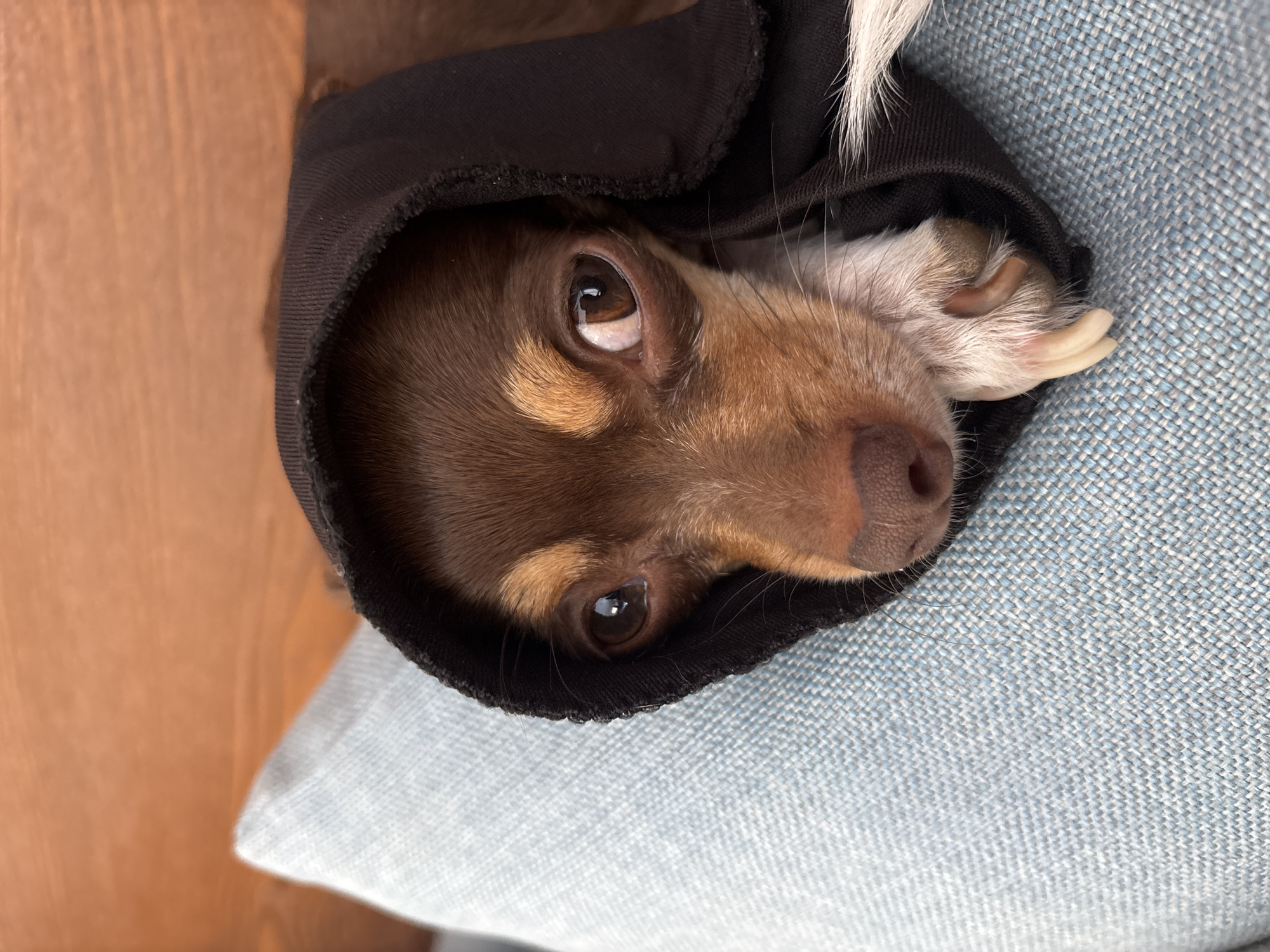 A close-up, high-angle shot focuses on a brown and tan Chihuahua dog. The dog is nestled within a black garment, possibly a shirt or hoodie, creating a frame around its face. The dog's head is tilted, with its eyes gazing upwards. The dog's brown fur is visible, with tan markings above the eyes and around the snout. A white paw with visible claws rests near its head. The dog is situated on a blue textured surface. Part of a wooden structure is visible in the left side of the picture. There is no evidence suggesting a location in Puebla, Mexico.