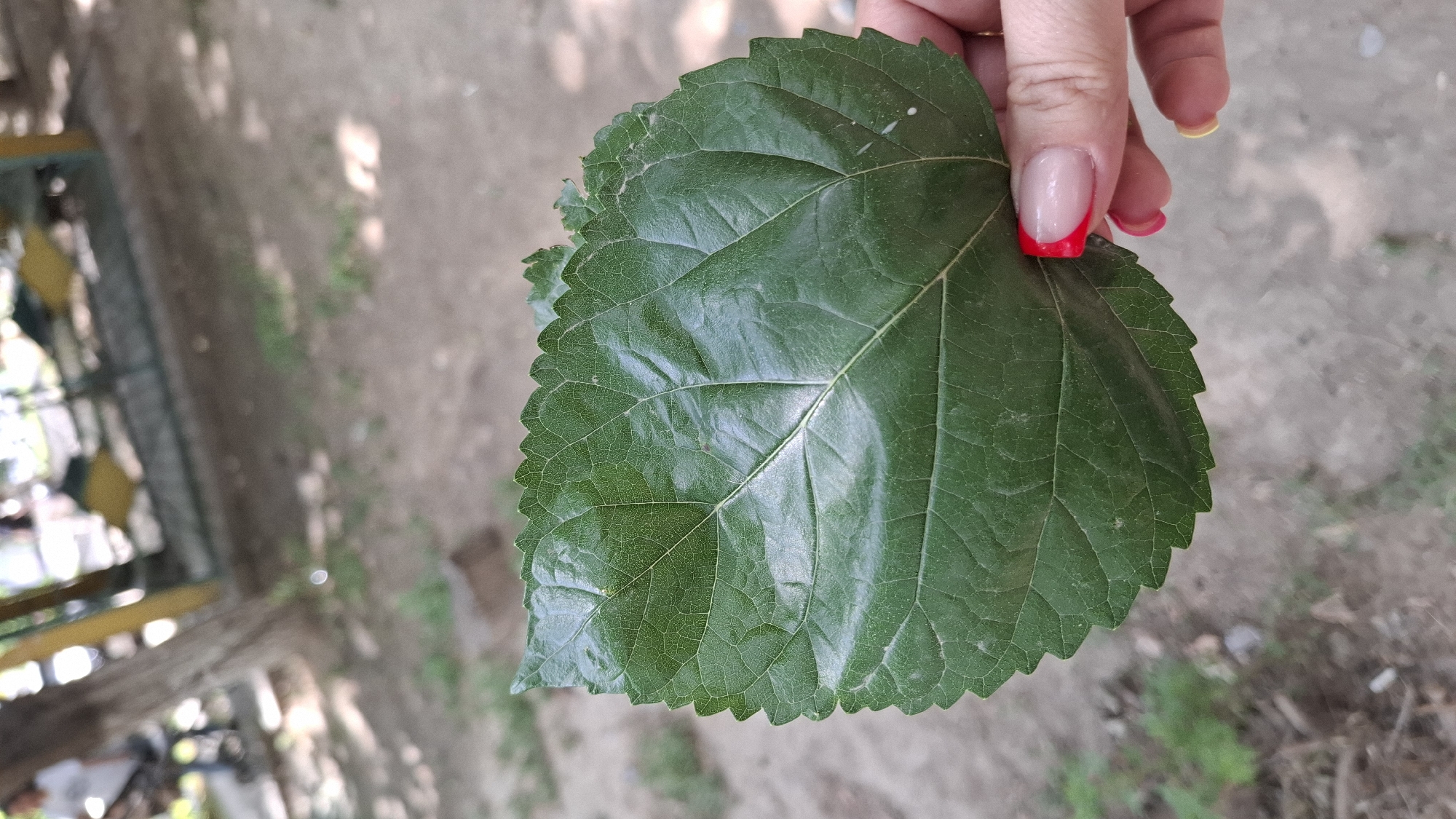 A close-up shot shows a person's hand holding a large, green, serrated leaf. The person's nails are painted with a French manicure, with bright red tips on the index finger and pink and yellow on other visible nails. The background is out of focus, depicting an outdoor environment that appears to be a park or public space, with dirt ground, sparse vegetation, trees, and structures that could be benches or playground equipment. The lighting suggests it is daytime, with dappled sunlight filtering through the leaves. The scene is not specific to Shymkent, Kazakhstan, as there are no identifiable landmarks or cultural markers to suggest a particular location.