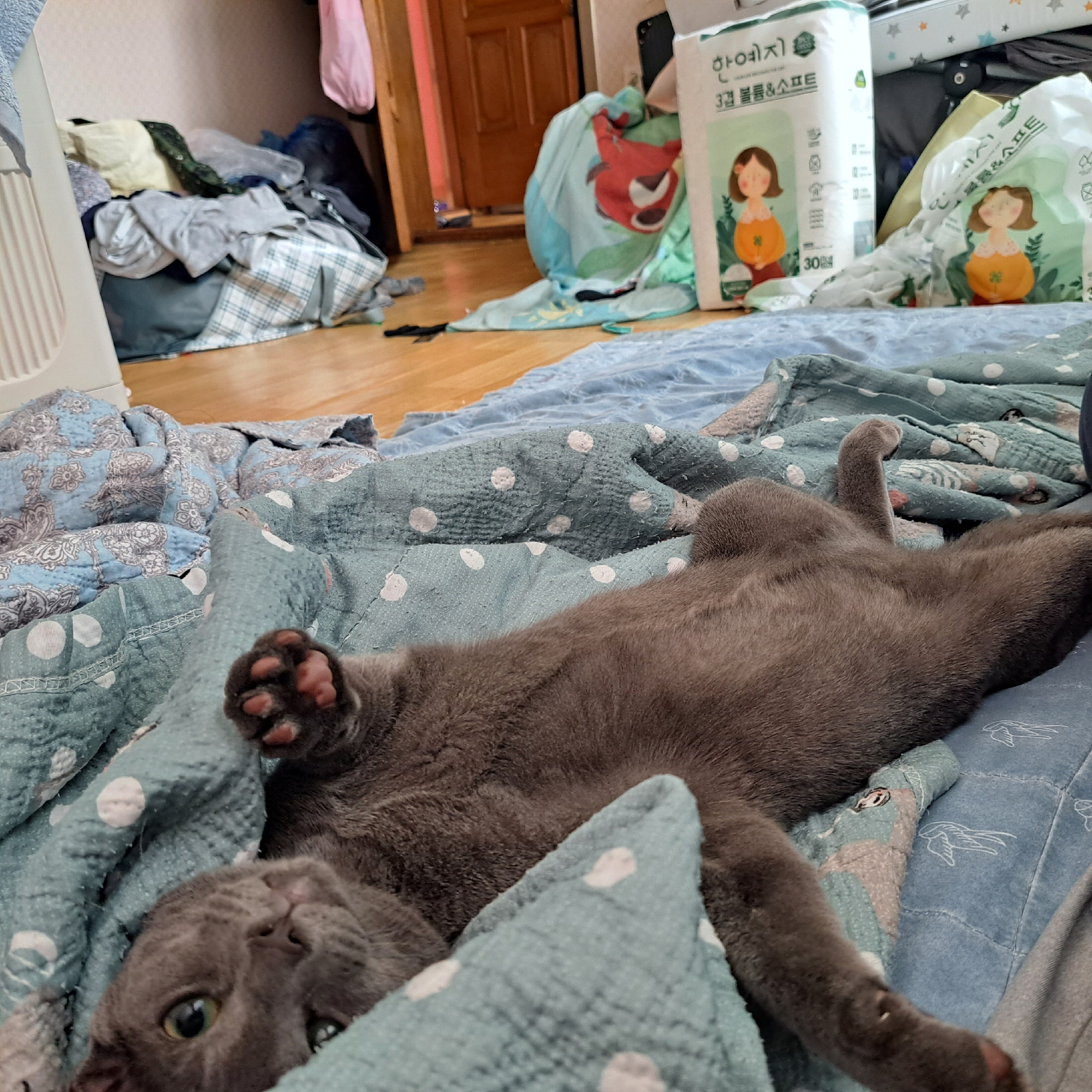 The image shows a grey cat lying on a patterned blanket, its body partially obscured by the fabric. The cat is positioned on its back with its paws extended. In the background, there are piles of laundry and various household items, including a large white package with Korean writing and an illustration of a girl. The scene appears to be indoors, likely in a residential setting in Gwangju, South Korea, given the context provided. The lighting suggests daytime.