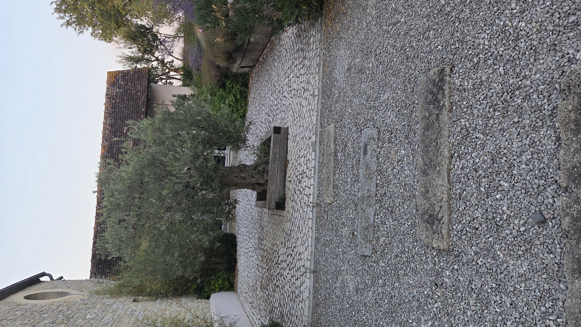 A mature olive tree is centrally located in a paved courtyard in Macé, France. The courtyard is constructed of small, light-colored cobblestones arranged in a circular pattern. The tree is enclosed within a dark wooden planter box. To the left of the courtyard, a stone building with a rounded window is visible. Behind the tree, a building with a tiled roof and a light-colored facade is partially obscured by foliage. In the foreground, the courtyard transitions to a gravel path with several flat, rectangular stone stepping stones. The sky is clear and overcast.