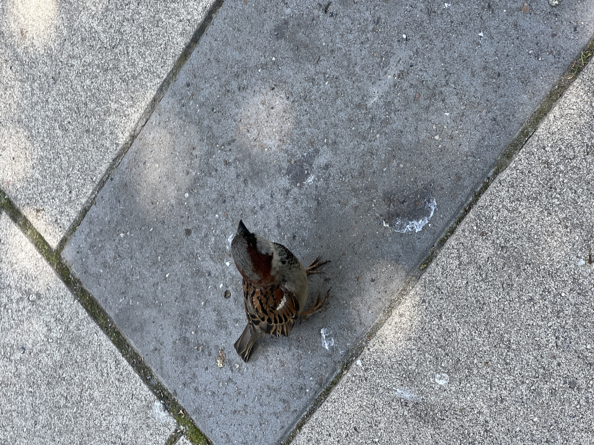 An adult male house sparrow (Passer domesticus) is standing on a concrete sidewalk. The sparrow is facing to the right of the frame and has its head turned towards the viewer. The bird has brown and gray plumage with a black beak and black markings on its face and throat. The sidewalk is composed of rectangular concrete slabs with visible grout lines and some debris, including what appears to be bird droppings. The background consists of more concrete slabs, with a hint of green moss or grass in the grout lines. The lighting suggests it is daytime, with a shadow cast on the concrete. The image is taken from a high-angle perspective. The location is identified as Kazan, Russia, implying an urban or suburban environment. There are no people or other animals visible in the frame.