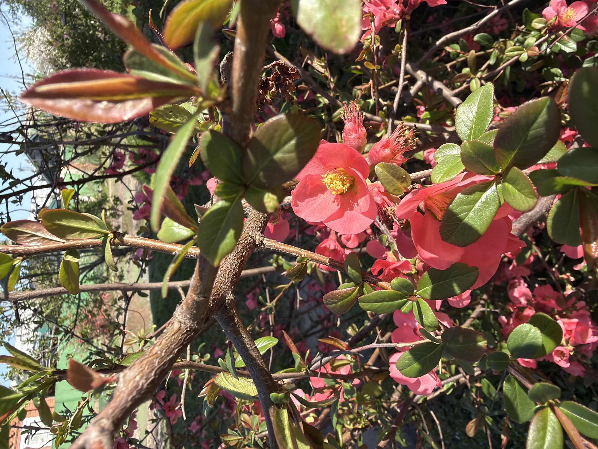 The image shows a close-up of a flowering quince bush, likely in Krasnodar, Russia. The focus is on the pink blossoms and green leaves, with branches and twigs forming a dense network. Some leaves show reddish tones. In the background, glimpses of a fence, building and sky are visible. The lighting suggests a sunny day.