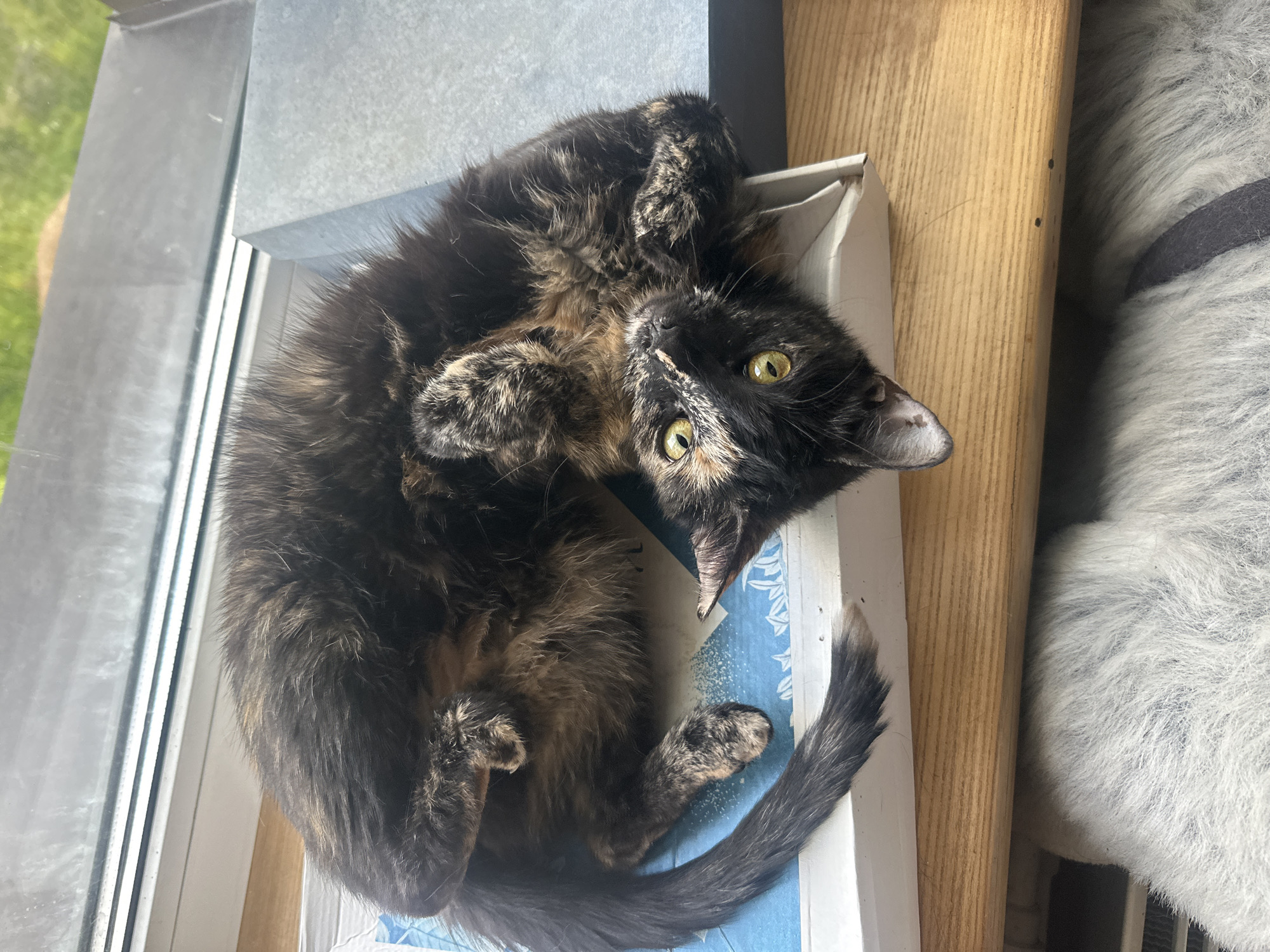 A tortoiseshell cat with yellow eyes is lying on its back on a windowsill in Yoksolovo, Russia. The cat is looking up at the camera with its paws curled towards its chest. The windowsill is made of wood and has a blue and white patterned mat on it. Behind the cat, a window shows greenery outside.