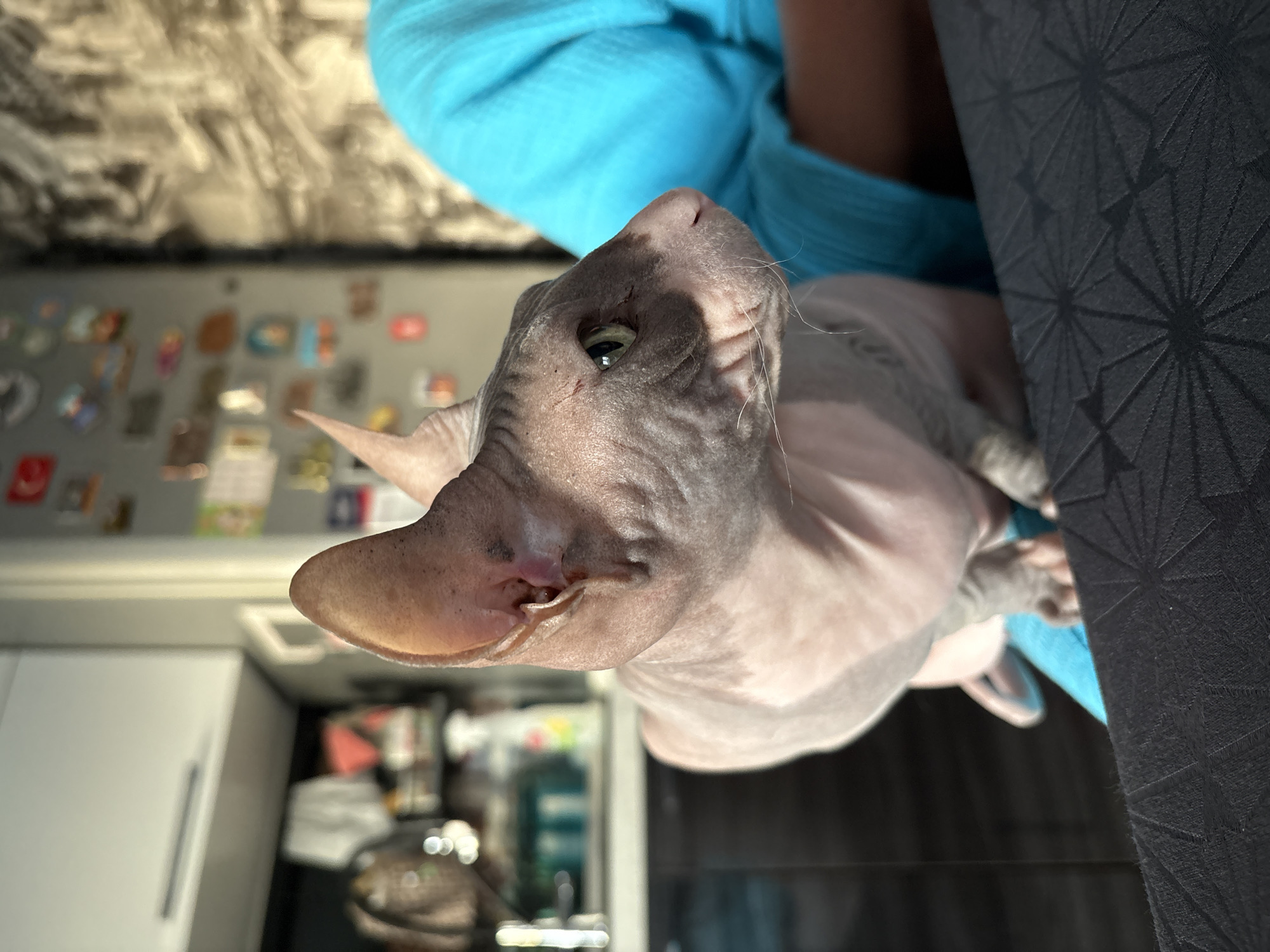 A hairless cat, likely a Sphynx breed due to its wrinkles and lack of fur, is the primary subject of this close-up photograph. The cat has prominent ears, large green eyes, and a greyish-pink wrinkled skin with dark grey markings on its face and head. It is being held by a person wearing a bright blue shirt, whose arm is visible supporting the cat. The cat is looking to the right of the frame, with its mouth slightly open and whiskers extended. In the background, a kitchen environment is visible, with cabinets, a countertop, and various items on shelves. The overall lighting suggests it is daytime, with sunlight casting shadows and highlighting the cat's features. The cat is positioned on a dark surface with a geometric pattern, possibly a table or a piece of furniture. There is no specific indication of the location being in Novaya Ivanovka, Russia.