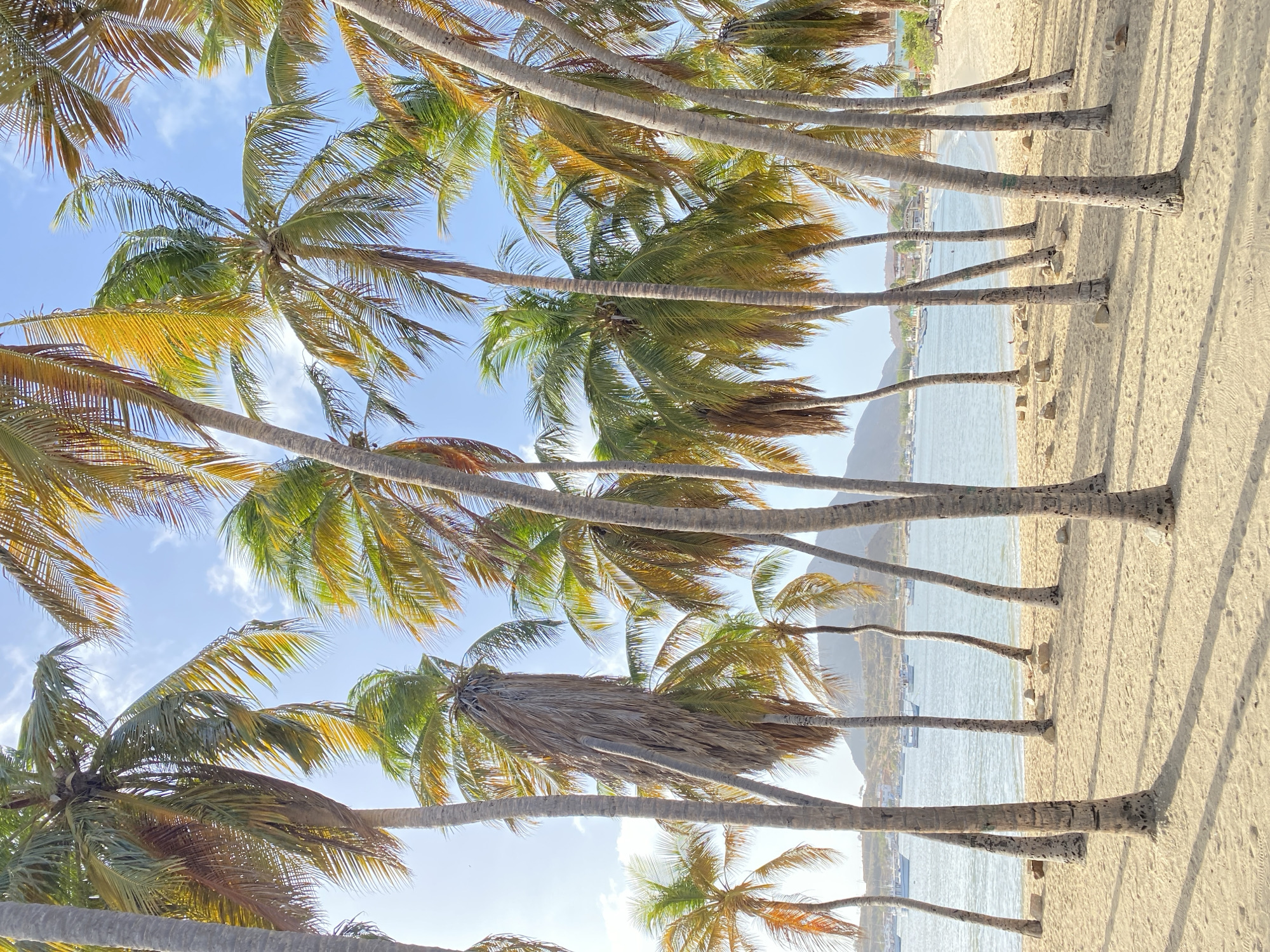 This image depicts a row of palm trees along a beach in Juan Griego, Venezuela. The perspective is from underneath the trees, looking upwards and outwards towards the sea. The trunks of the palms are visible along the sandy beach. The leaves and branches of the trees fill the upper portion of the frame, obscuring a view of the sky, although patches of light blue are visible. In the distance, over the water, are structures and hints of a coastline, likely the town of Juan Griego.