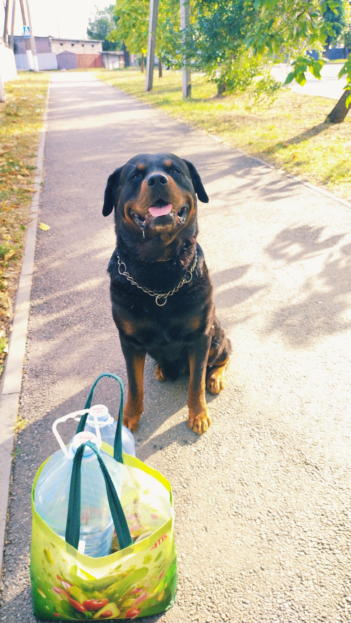 In Horishni Plavni, Ukraine, a Rottweiler sits on an asphalt pathway, panting with its tongue out and drool visible. The dog wears a metal chain collar and is positioned next to a large, reusable shopping bag filled with two plastic water bottles. The bag is adorned with a colorful fruit and vegetable print. The pathway is bordered by a grassy area and trees with green foliage. In the background, a building with a red roof and a utility pole are visible. The scene is illuminated by sunlight, casting shadows on the ground.