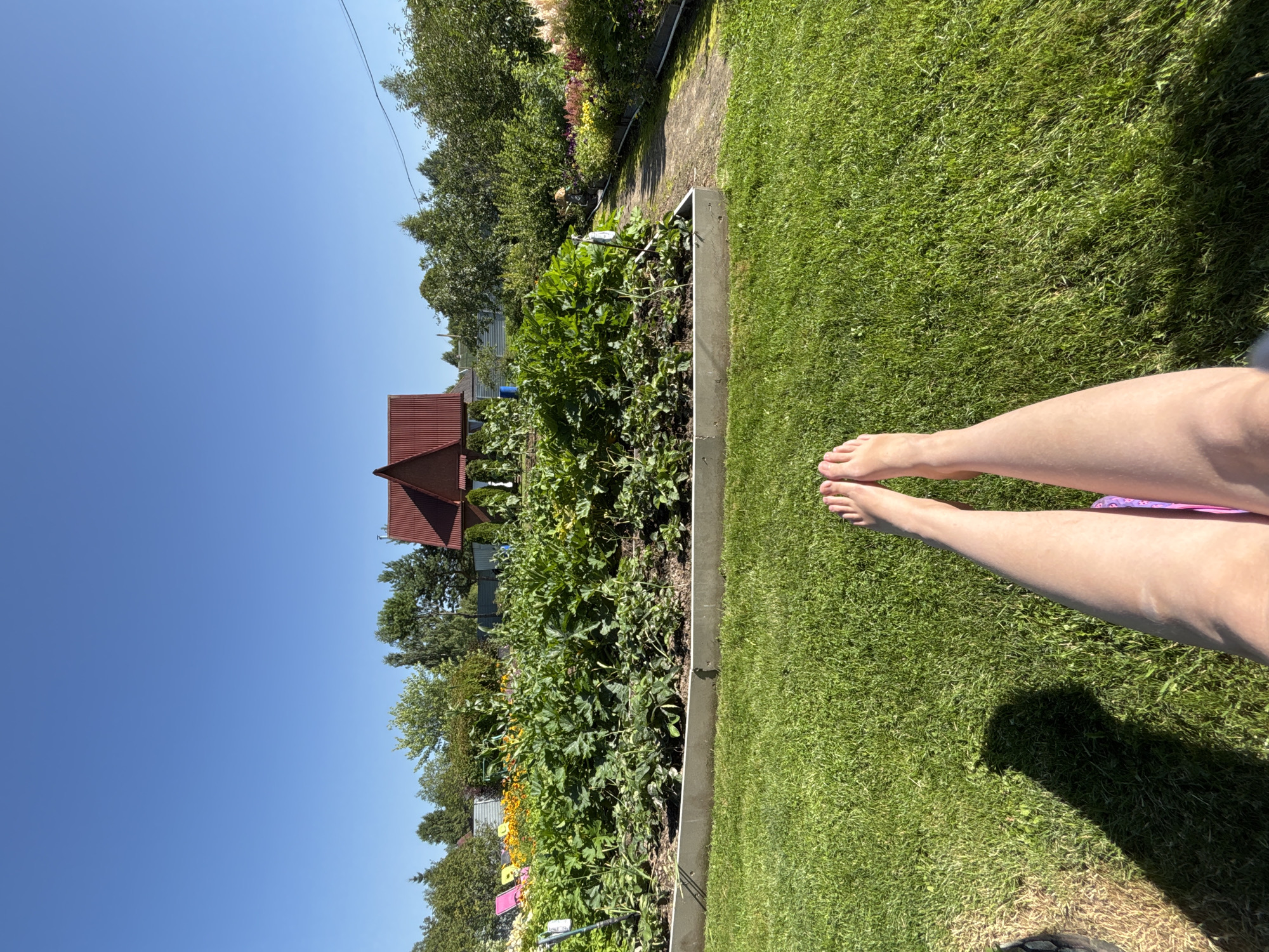 The image depicts a backyard scene on a sunny day in Дунилово, Russia. In the foreground, a pair of bare legs are visible, suggesting a person is relaxing on a lawn. The lawn is well-maintained and a dark shadow is cast across it. Beyond the lawn, a raised garden bed is filled with lush green plants, likely vegetables or flowers. Further in the background, a red-roofed house with a distinctive gable is visible, surrounded by trees. A path leads through the garden, and a few colorful lounge chairs are placed near the garden bed. The sky is clear blue, indicating fair weather.