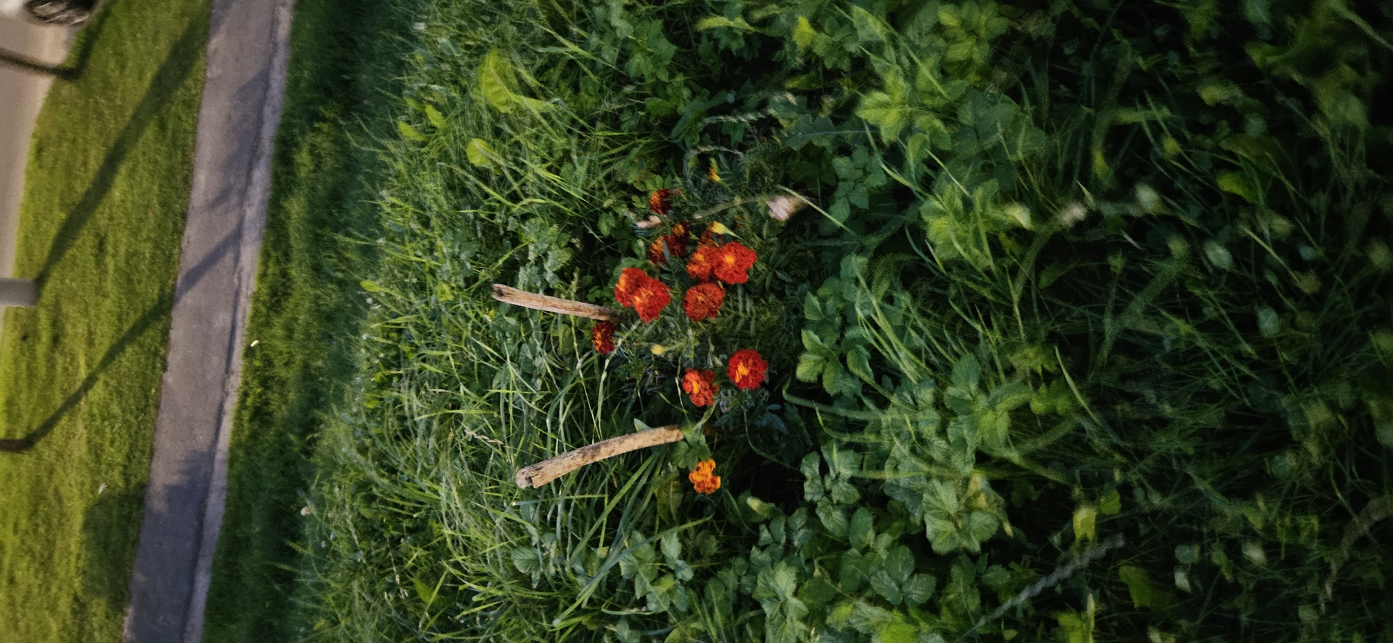 This is a medium-shot, vertical, outdoor photograph taken during the daytime in Vitsebsk, Belarus. The image depicts a patch of green grass and foliage with several bright orange and red marigold flowers in bloom. Two rough, weathered wooden stakes stand upright amidst the vegetation, near the flowers. In the background, a paved surface, likely a sidewalk or road, is visible, bordered by more grass. Shadows from an unseen object are cast across the paved area and the grass, suggesting sunlight. The overall scene appears to be a small, unkempt garden or naturalistic area within an urban or suburban setting. There are no people or animals present in the frame.