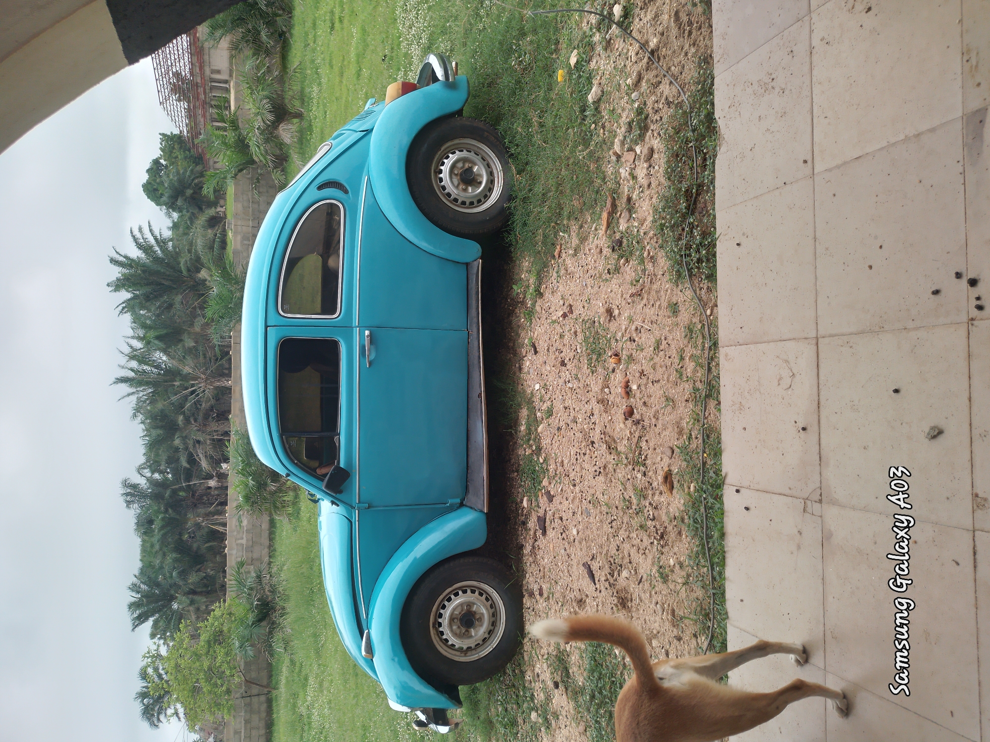 An outdoor, eye-level, medium shot shows a bright teal Volkswagen Beetle parked on dirt and grass in Doka-Tofa, Nigeria. The car is facing right, with its front end slightly angled towards the viewer. The car's windows are tinted, and the driver's side window is partially open, revealing the silhouette of a person inside. The car has chrome trim along its side and the distinctive curved fenders of a classic Beetle.
The car is parked on a patch of ground that transitions from dirt and small stones to green grass. Behind the car, a low brick wall runs horizontally across the frame, with lush green palm trees and other vegetation visible beyond it. In the distance, a building with a red-tiled roof and unfinished construction is partially visible.
In the foreground, the hindquarters and tail of a light brown dog are visible, facing left and away from the car. The dog appears to be standing on a paved area made of square tiles, which extends across the bottom of the frame. The sky above is overcast and grey. A watermark at the bottom left corner reads "Samsung Galaxy A03".
