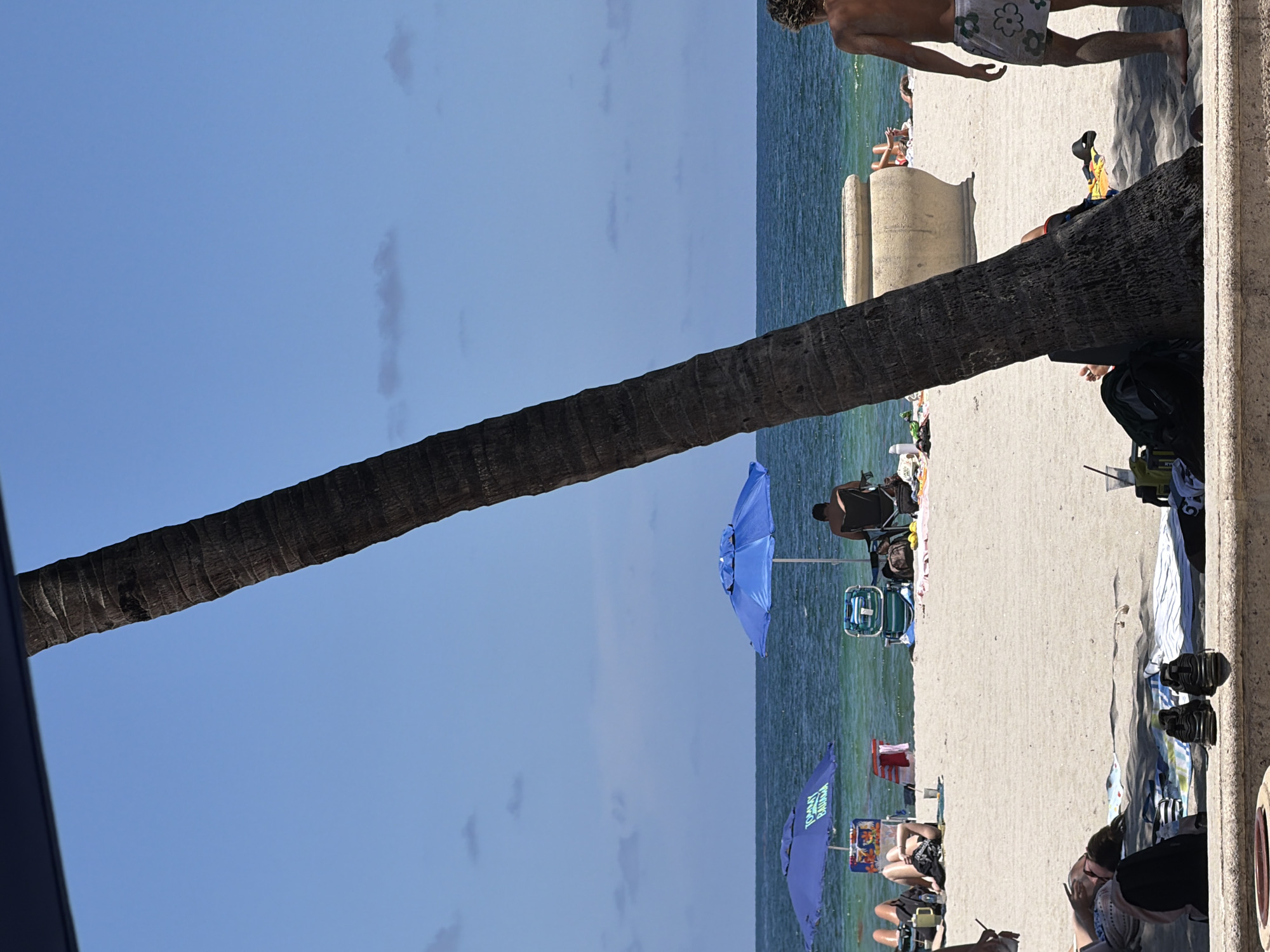 The image shows a sunny day at a beach in Hollywood, Florida, USA. A large palm tree trunk dominates the foreground, leaning diagonally across the frame. Beyond the tree, the sandy beach is populated with several people relaxing. Two blue beach umbrellas are visible, one with "TOMMY BAHAMA" written on it. People are seen lying on towels or sitting in beach chairs. The ocean is calm and blue with a clear horizon. In the mid-ground, a large, light-colored planter is present. In the foreground, on a concrete ledge, a pair of black sneakers is placed.