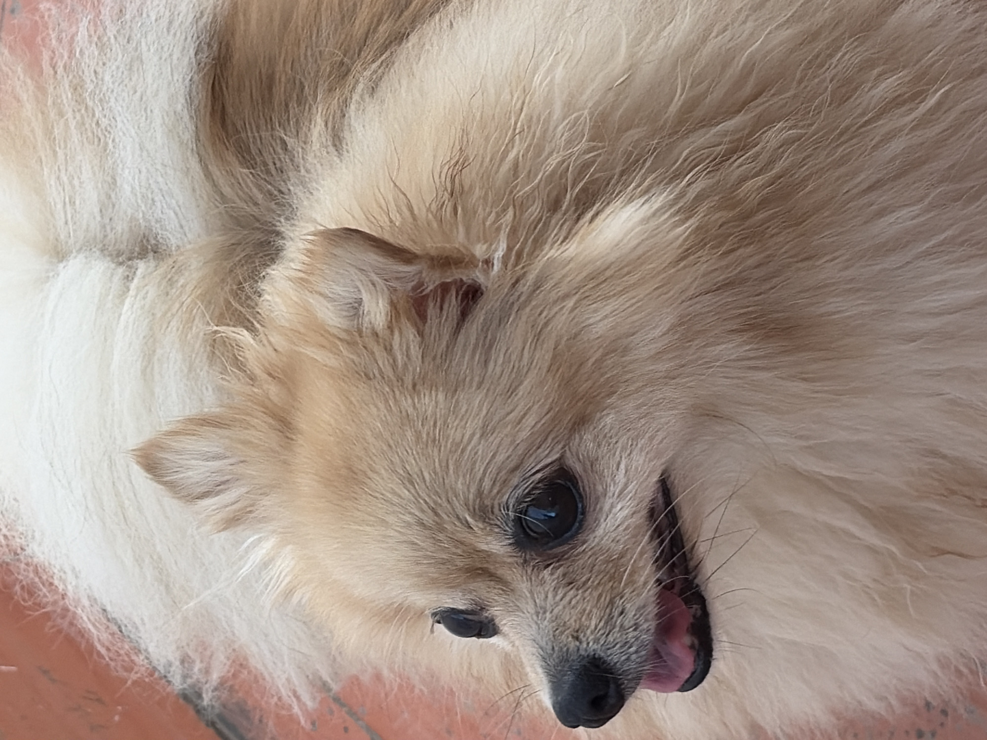 A Pomeranian dog is pictured from the chest up, facing left. The dog has light brown fur, with darker brown eyes and a black nose. Its tongue is visible, pink and slightly extended. The background consists of a reddish-brown, textured surface, possibly a patio or tiled area. The image is taken outdoors in Torrevieja, Spain.