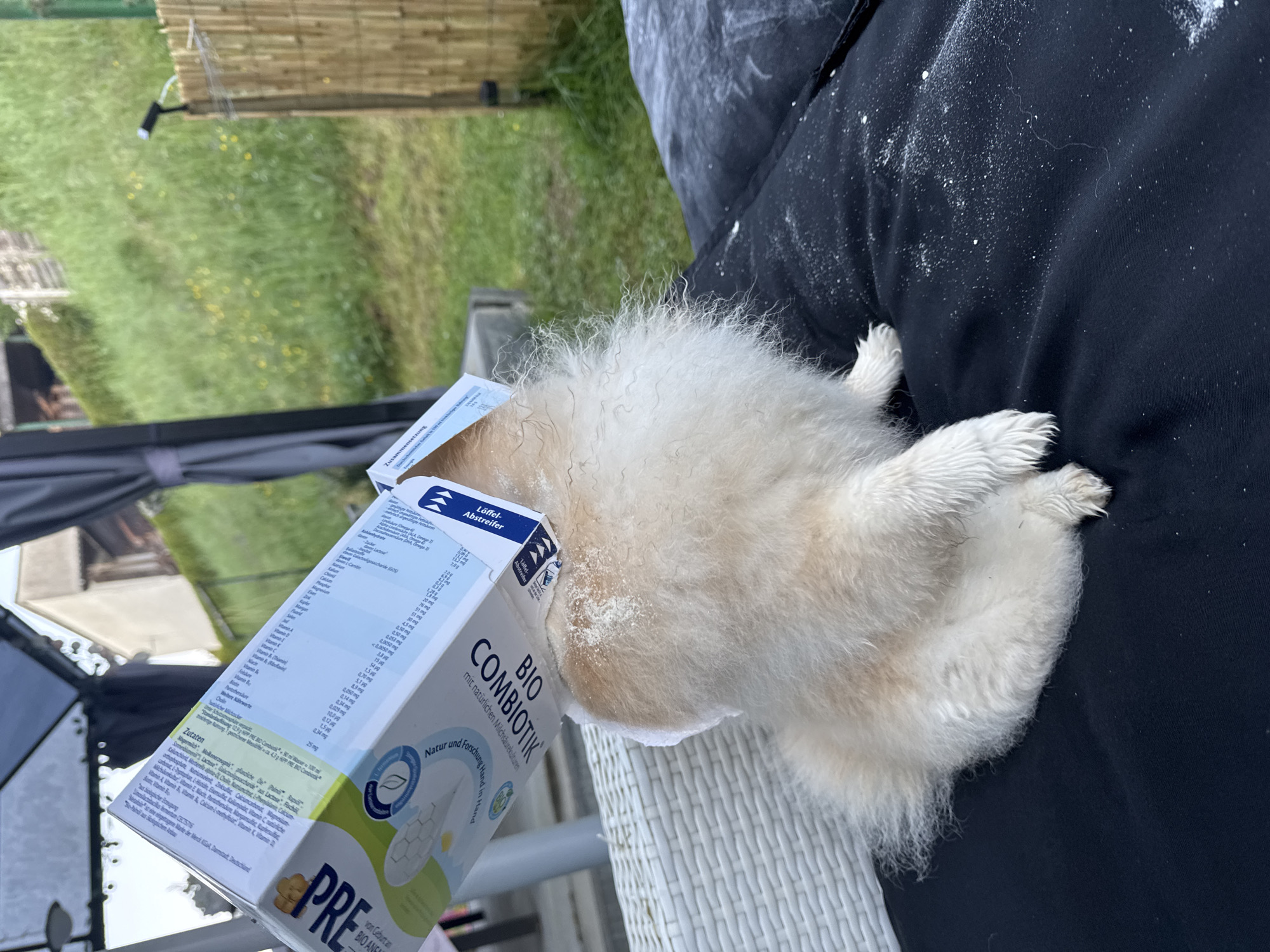 A tan, fluffy dog is lying on a dark cushion on what appears to be an outdoor patio. A box of "BIO COMBIOTIK PRE" baby formula is resting on the dog's head and front paws. The background shows a grassy area and a building, suggesting an outdoor setting. The location is not explicitly confirmed as Bietigheim-Bissingen, Germany but the box contains German text. The cushion has scattered white powder on it, which may be spilled formula.