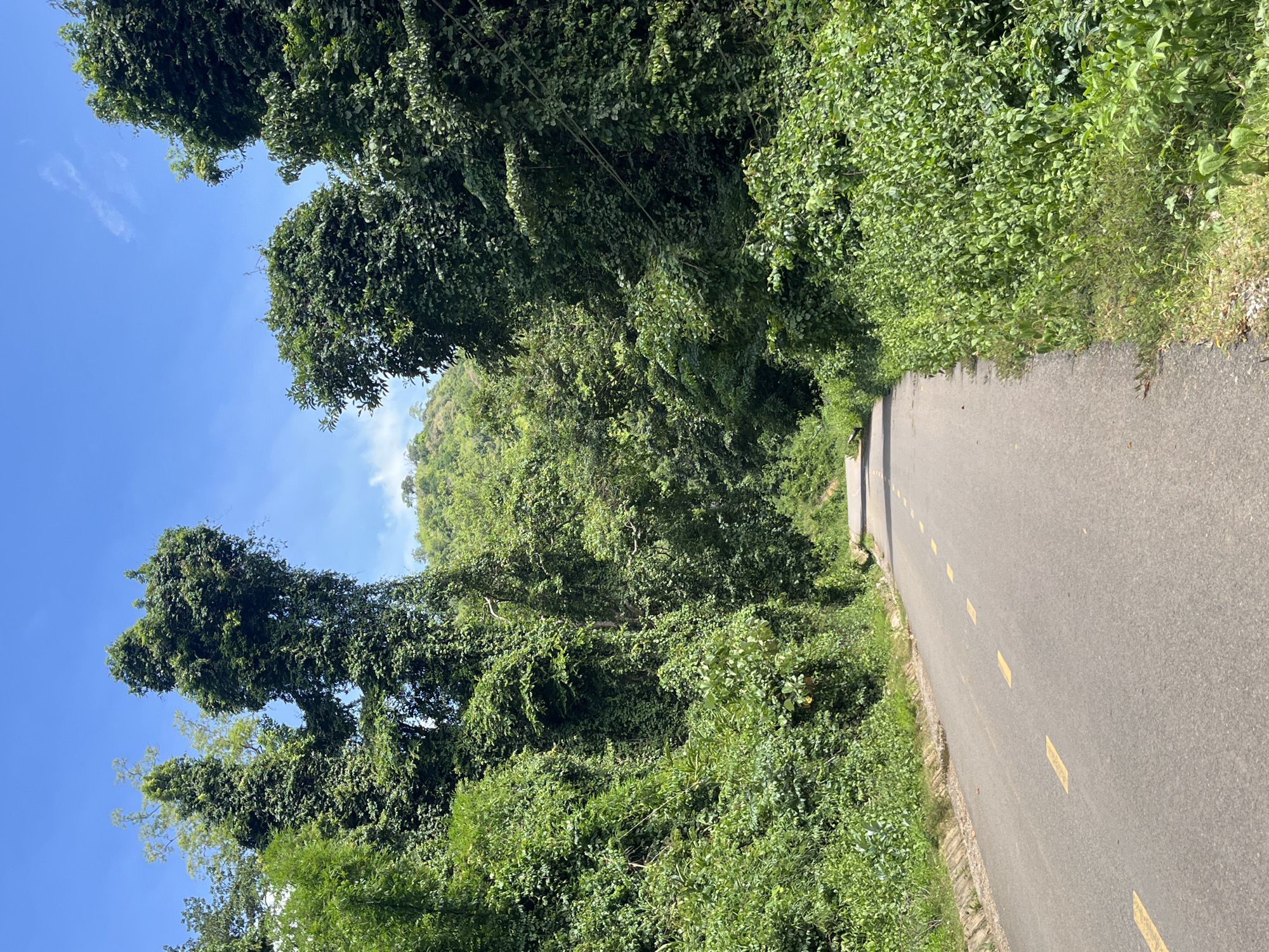 The image depicts a paved road with yellow lane markings winding through a lush, green, mountainous landscape. The road surface appears aged, with some minor wear visible. Dense vegetation, characterized by a variety of trees and climbing vines, encroaches on both sides of the road, creating a tunnel-like effect. The trees are tall and leafy, with some appearing to be heavily covered in vines. In the distance, a tree-covered mountain rises against a bright blue sky with a few wispy clouds. The scene is devoid of any people or visible structures, suggesting a remote or natural setting. The overall impression is one of a verdant and somewhat wild environment. This scene is consistent with the natural terrain found in the Son Dien area of Vietnam, which is known for its mountainous topography and abundant plant life.