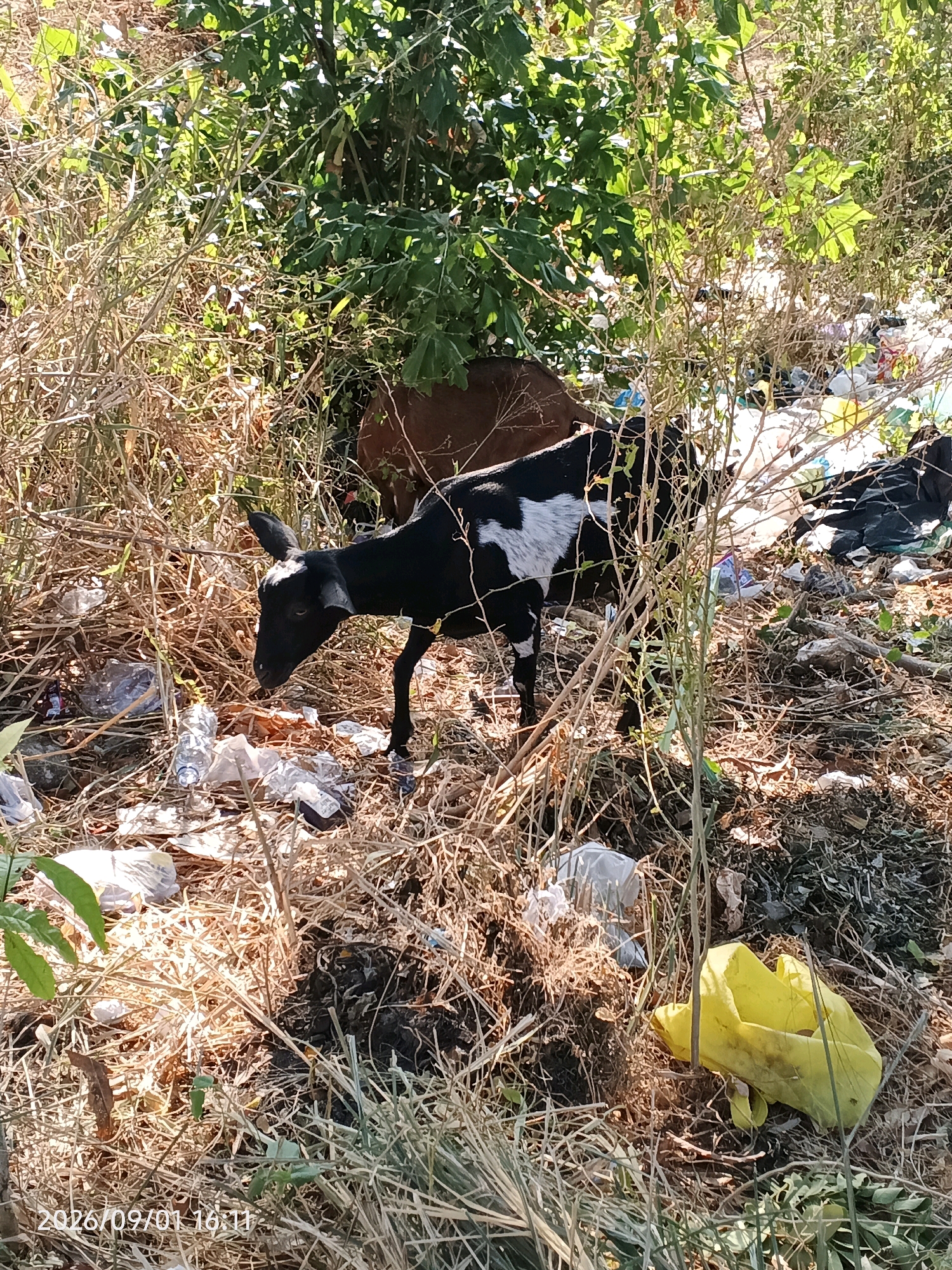 The image depicts a scene littered with garbage, likely in an outdoor or unkempt area. In the foreground, a young black and white goat is seen foraging amongst dry vegetation and discarded plastic bottles and bags. Behind the goat, a larger brown animal, possibly another goat or a cow, is partially visible, obscured by foliage. The ground is covered with a mix of dry grass, leaves, and an assortment of trash, including plastic containers, wrappers, and a bright yellow plastic bag. Lush green bushes and trees form the background, with sunlight filtering through, suggesting an outdoor environment. The presence of a date stamp in the lower left corner, "2026/09/01 16:11", indicates the image was taken on September 1, 2026, at 4:11 PM. The specific location within Pare-Pare, Indonesia, is not discernible from the image itself, but the scene suggests an area where waste management may be a concern.