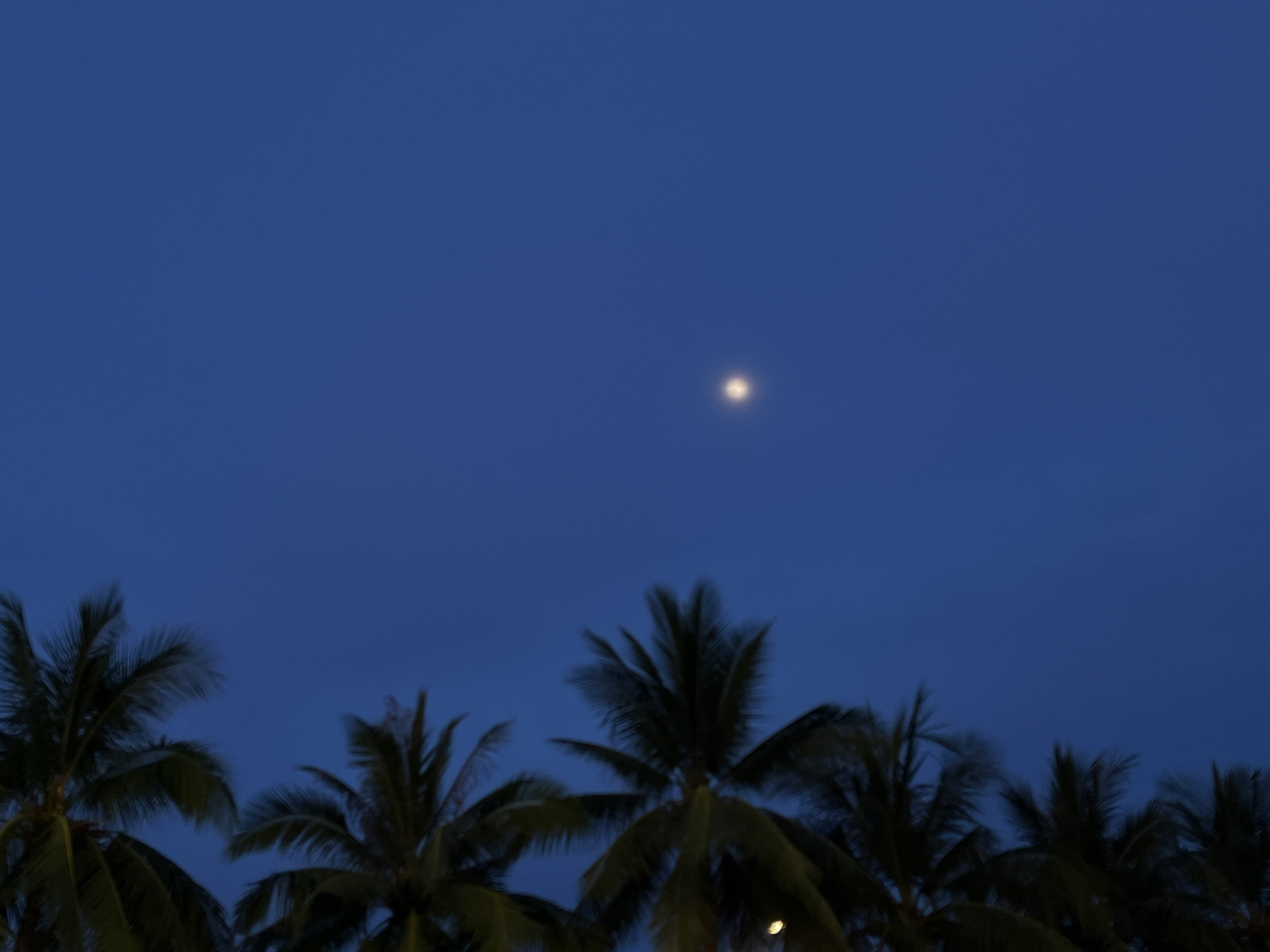 The image depicts a night scene, likely in Đà Nẵng, Vietnam, given the presence of palm trees. A cluster of blurred palm trees is silhouetted against a deep blue sky, with a bright, indistinct moon or light source positioned centrally in the upper portion of the frame. The lack of sharp focus suggests a low-light environment and a possible long exposure. There are no visible people or actions.