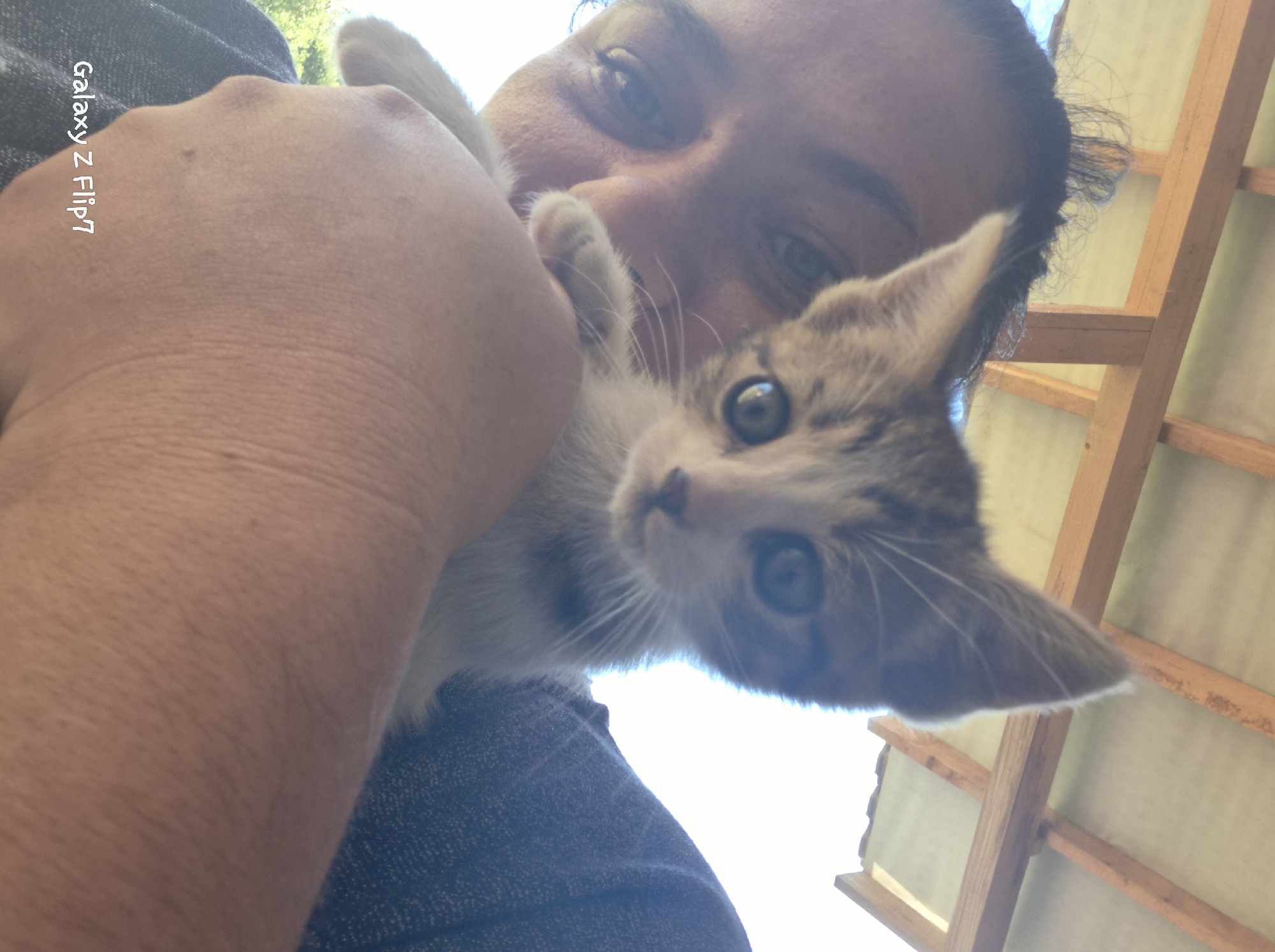 A person is holding a kitten in close proximity to their face. The kitten is primarily white and grey, with green eyes. The person has dark hair and blue eyes. The background includes a wooden structure, possibly a roof or building frame. The location is likely outdoors, with natural light illuminating the scene. "Galaxy Z Flip7" is visible in the image, likely indicating the camera used to capture the photo. Based on the prompt, the scene is located in Kalipetrovo, Bulgaria.