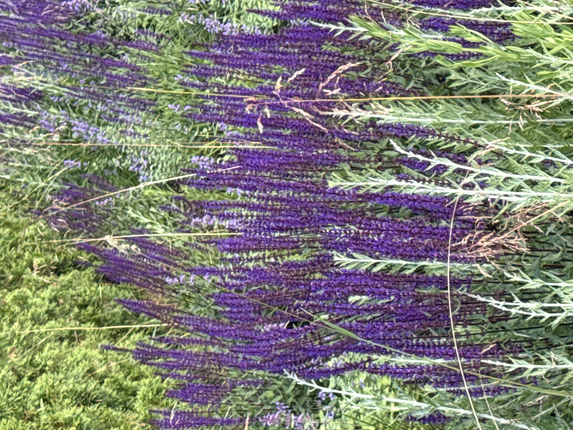 This is a close-up, vertical, eye-level photograph of a garden bed filled with a dense arrangement of purple salvia flowers and other greenery. The salvia flowers are in full bloom, forming tall, spiky clusters of vibrant purple. Interspersed among the salvia are lighter green leaves and some dried grasses. In the background, out of focus, is a darker green, textured foliage, possibly a hedge or shrub. The lighting suggests an outdoor setting, likely during the daytime. There are no people, animals, or man-made structures visible in the image. The scene depicts a naturalistic garden display, emphasizing the texture and color of the plants. The image does not contain any information that would indicate a specific location in Moscow, Russia.