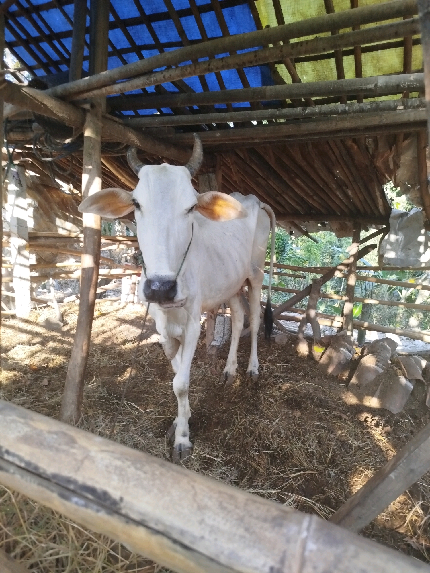 A white cow stands in a rustic enclosure constructed from wood and bamboo, with a blue and yellow tarp for a roof. The ground is covered in straw and dirt. The cow is facing forward, its head slightly tilted. A rope is visible around its nose. In the background, trees and vegetation can be seen. The scene appears to be in a rural area, possibly a farm, in the city of Widoro, Indonesia. The lighting suggests it is daytime, with sunlight filtering through the structure.