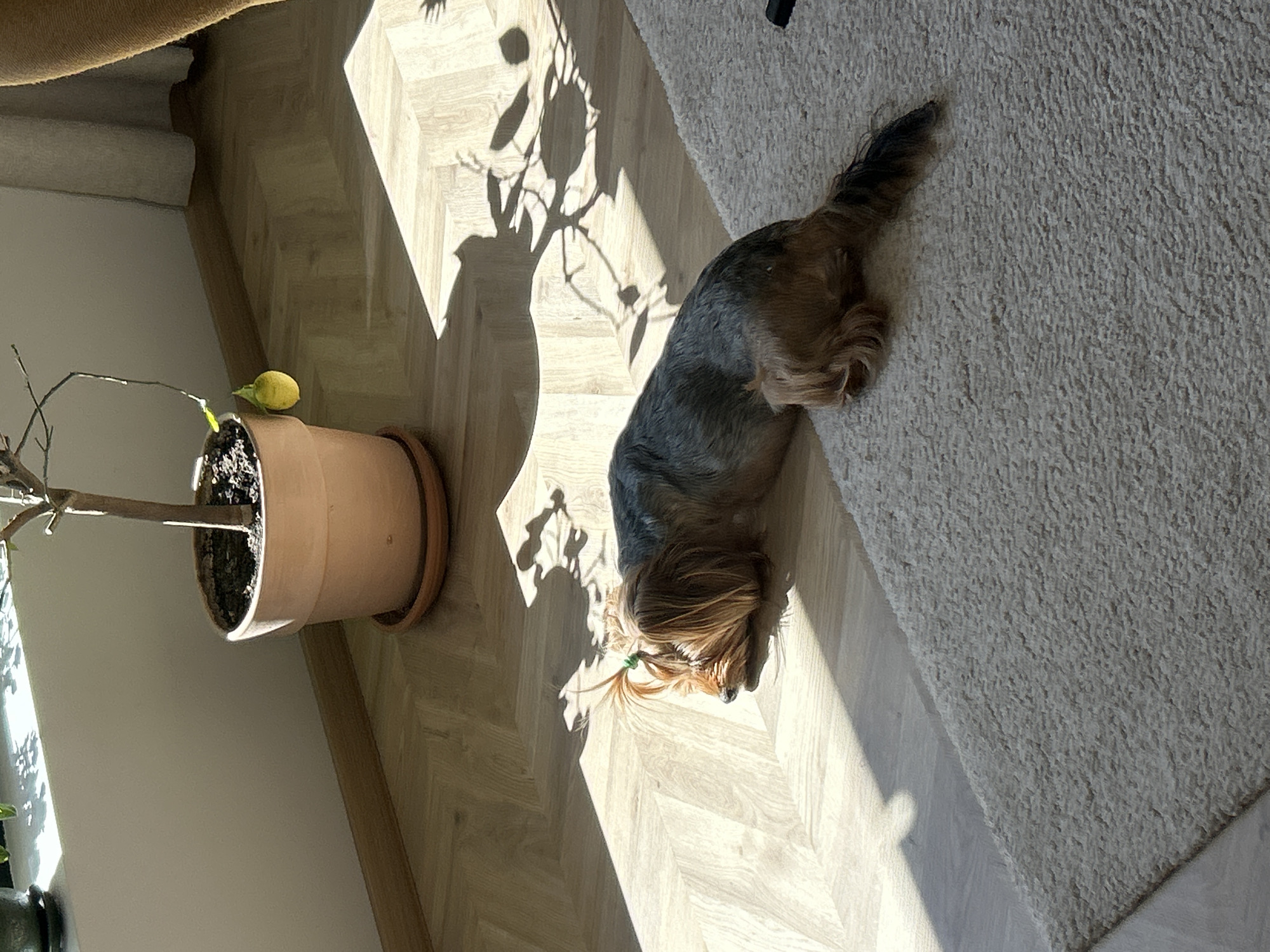 The image depicts an indoor scene with a potted lemon tree and a small dog, likely a Yorkshire Terrier, lying on a rug. The room has a herringbone-patterned wooden floor. Sunlight streams through, casting shadows of the plant onto the floor. The dog is positioned between the wooden floor and the rug. No people are visible. The image provides no information to determine if the scene is from Sofia, Bulgaria.