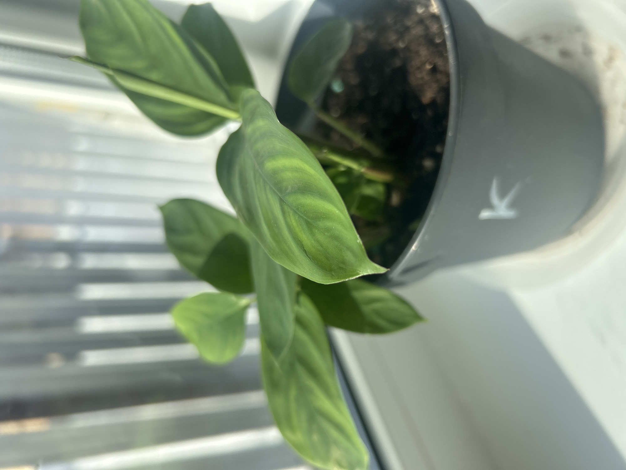 The image depicts an indoor scene focused on a potted plant situated on a white window sill. The specific city location of Chaikovsky, Russia, cannot be determined from the visual evidence.
The central subject is a vibrant green plant with multiple broad leaves, exhibiting a distinct lighter green variegated pattern along the veins and center of the leaves. Several leaves are visible, extending outwards from the plant's base, which is rooted in dark brown soil. The plant is contained within a dark gray or charcoal-colored plastic pot. A white capital letter "K" is visibly marked on the front-facing side of the pot. Beneath the pot, a clear, circular plastic saucer rests directly on the window sill.
The background shows a window with strong natural light illuminating the scene, casting soft shadows on the white window sill. Blurred vertical elements, consistent with window blinds or sheer curtains, are discernible through the window, suggesting an exterior view beyond. There are no people, actions, or interactions visible in the frame.