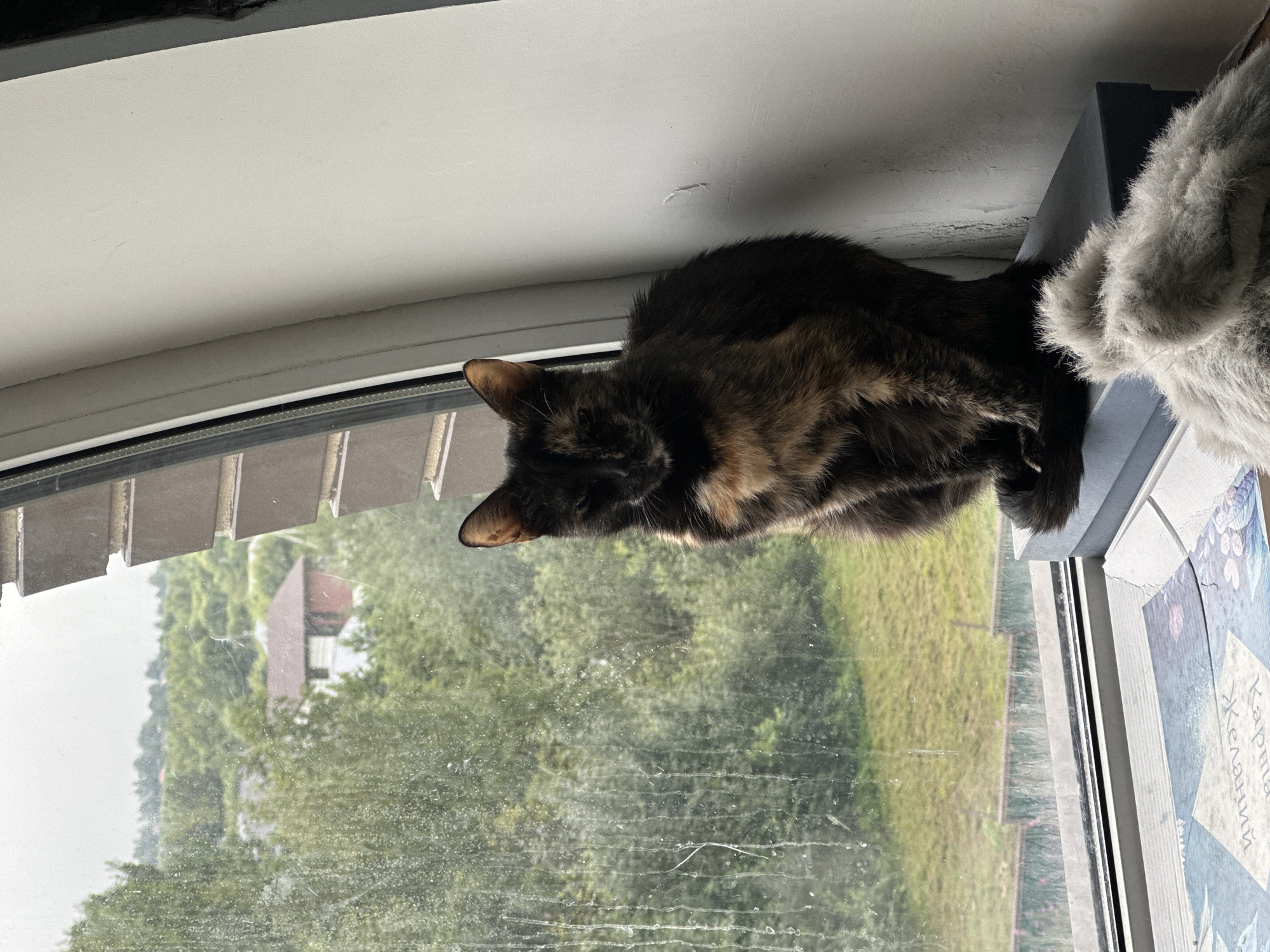 A tortoiseshell cat sits on a windowsill, looking out a window at a blurred, green landscape with houses and trees. The window is dirty, with streaks of water running down it. A grey fluffy object is in the foreground, partially obscuring the cat's tail. The wall to the right is a neutral color. The scene appears to be set in a residential area of Virki, Russia, possibly during overcast weather.