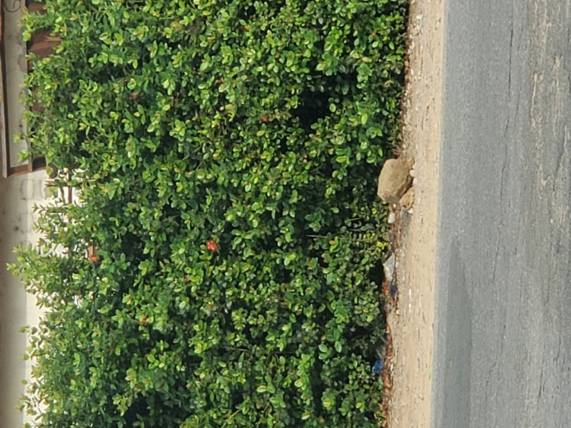 A dense green shrub abuts a tan, dirt-covered verge, which borders a grey asphalt road. The shrub has small, clustered leaves and a few sparse red flowers. Debris is scattered along the verge. The location is Atani, Nigeria.