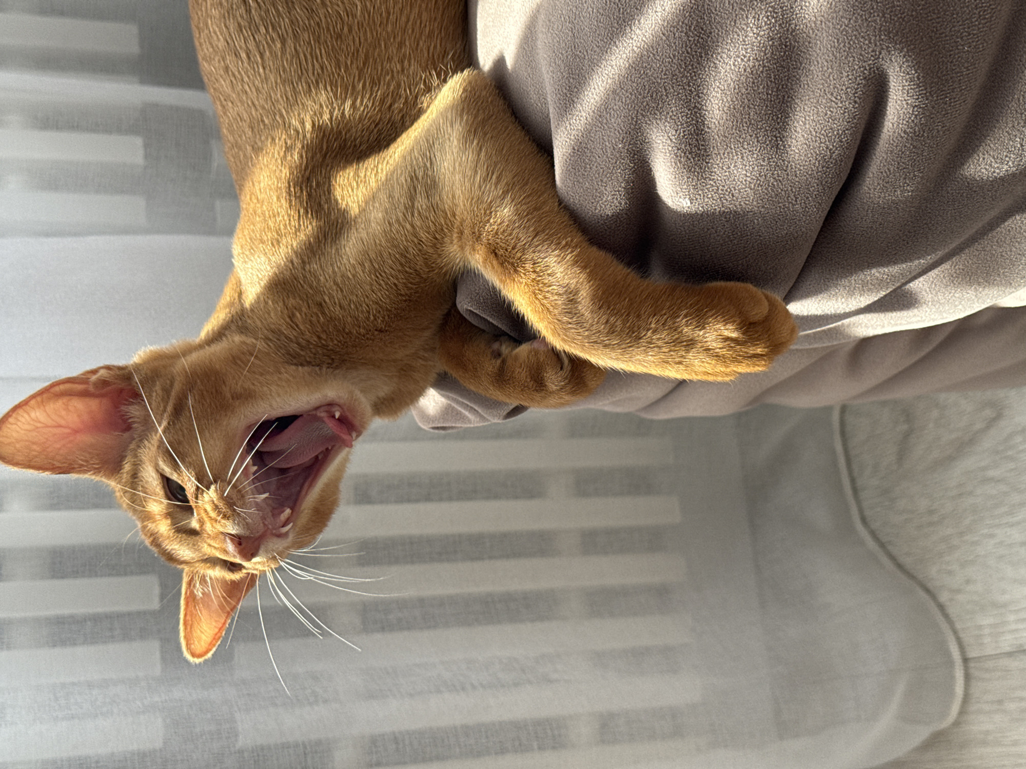 An Abyssinian cat with orange fur yawns widely, revealing its pink tongue and sharp teeth. The cat is positioned on a folded beige fabric, possibly a blanket or pillow, which is illuminated by sunlight casting shadows and highlights. In the background, a sheer white curtain hangs against a window with vertical blinds, suggesting an indoor setting. The floor below is made of light-colored wooden planks. The image captures a moment of a cat's yawn, with its mouth fully open and its ears perked up. There is no discernible connection to Stary Oskol, Russia, in the visual information provided.
