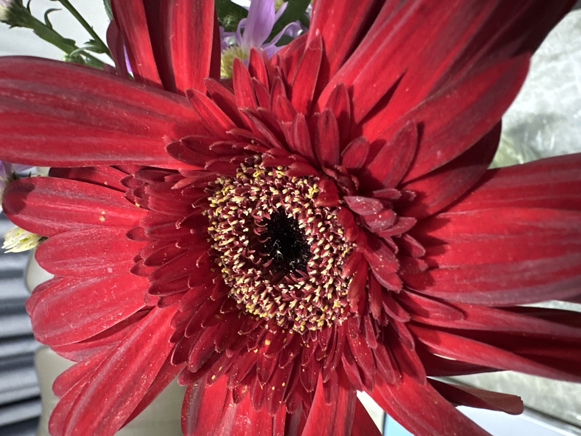 A close-up image of a red gerbera daisy. The flower's center is dark with yellow stamens. The petals are long and slightly curved, with a noticeable texture. Green stems and leaves are visible in the background, along with a hint of other flowers. The exact location in Bac Nha Trang Ward, Vietnam, cannot be determined from the image alone.