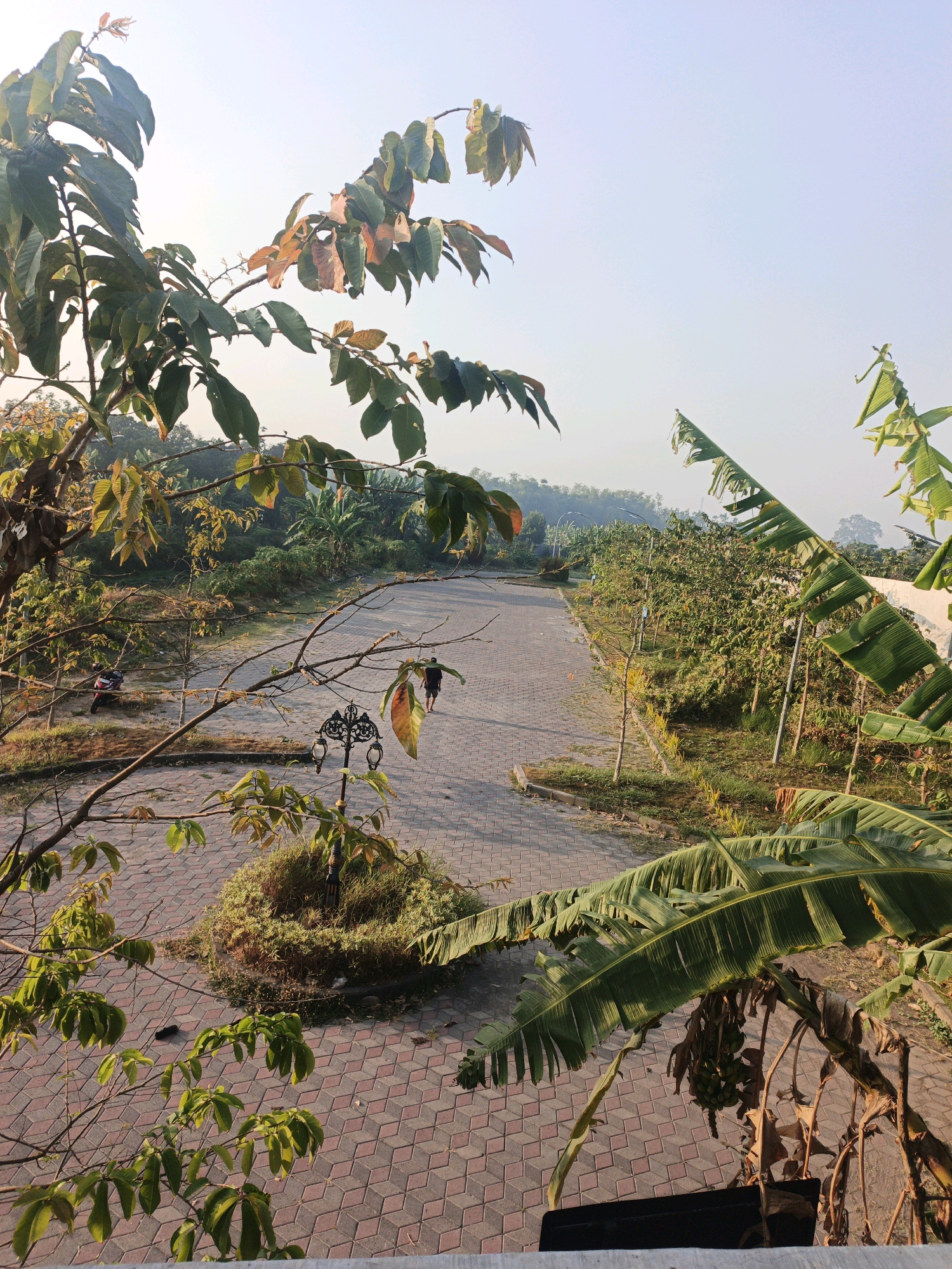 The image depicts a paved pathway curving through a park-like setting, likely in the city of Mojokerto, Indonesia, given the surrounding tropical vegetation and architecture. The pathway is constructed of interlocking reddish-brown bricks laid in a geometric pattern. Lush greenery abounds, with numerous trees and plants lining the path, some bearing fruit. In the foreground, the branches of leafy trees with green and reddish-brown leaves overhang the scene, framing the view. On the left side of the path, a parked motorcycle is visible. Further along the path, a lone individual walks away from the camera. A decorative lamppost stands near the center of the path. The background reveals a gentle slope covered in dense vegetation and trees, with a hazy, light-colored sky overhead, suggesting early morning or late afternoon light. Banana trees with their characteristic large leaves are also present, particularly on the right side of the image.