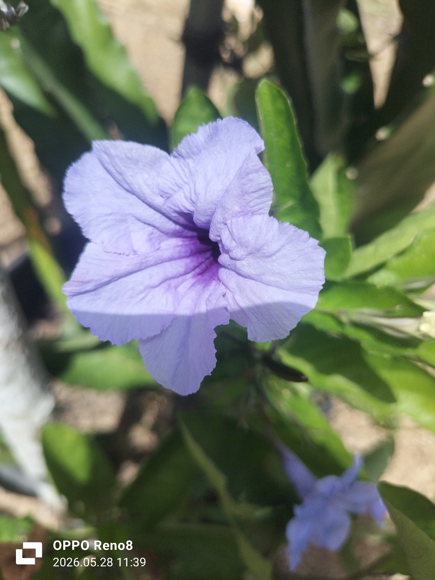 The image features a close-up of a purple flower in a garden setting. The flower is in focus, showcasing its delicate petals and intricate details. Green leaves and foliage surround the flower, creating a natural and vibrant background. The image was captured with an OPPO Reno8 camera. The location is Merbopuntong, Indonesia. The timestamp indicates it was taken on May 28, 2026, at 11:39. The scene lacks the presence of people, subjects, or actions beyond the stationary flower and its natural environment.