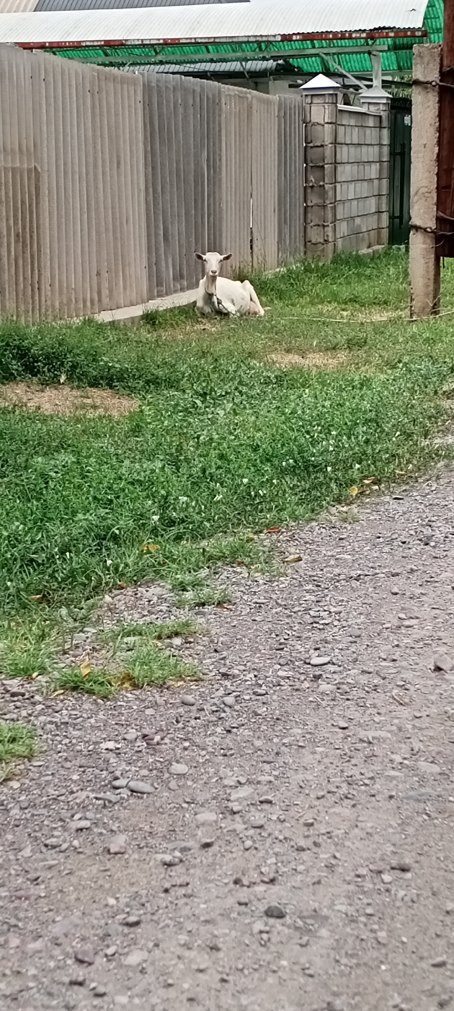 A white goat is lying on the grass next to a corrugated metal fence in Sokuluk, Kyrgyzstan. The goat is facing the camera and appears to be resting. Behind the fence, there is a building with a green roof. The ground in front of the fence is covered with gravel. The scene is well-lit, suggesting it is daytime.