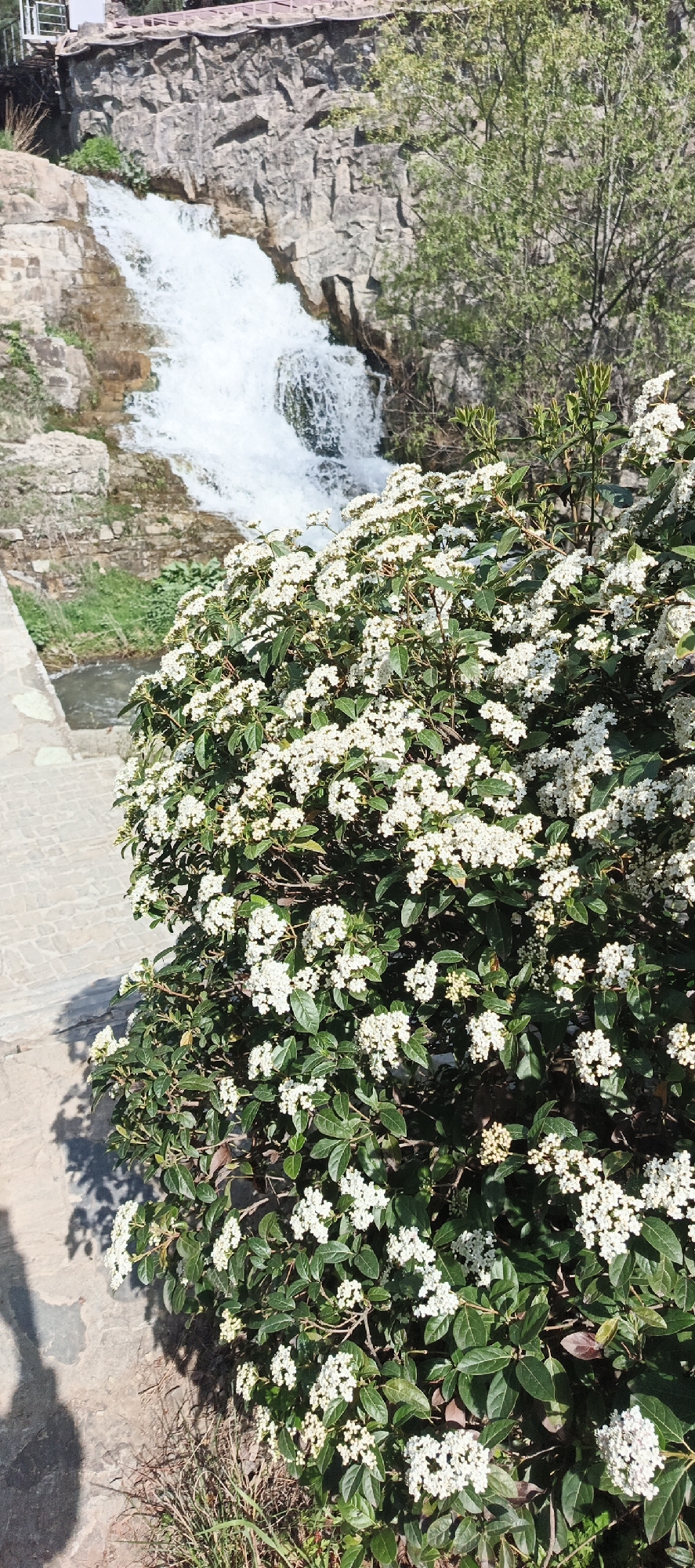 The image shows a bush of white flowers in the foreground, with a waterfall in the background. The location is Tbilisi, Georgia. The bush is on the edge of a stone walkway. The waterfall is cascading over a rocky outcrop into a small stream. The scene is brightly lit.