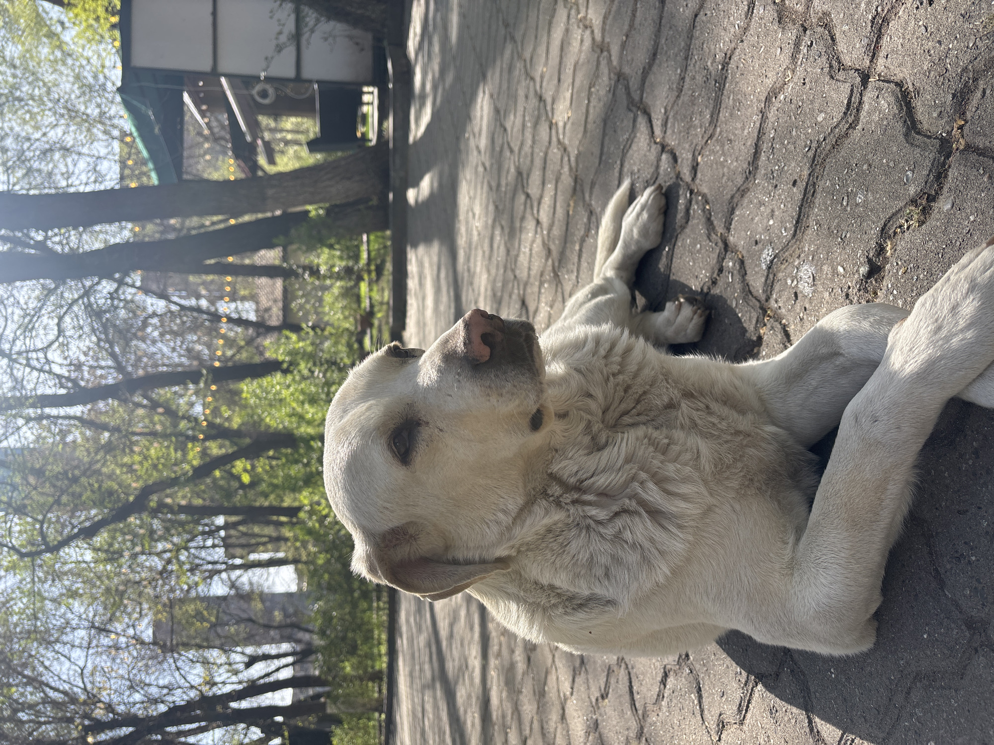 A light-colored dog is lying on a paved surface. The dog is mostly white with some darker patches around its nose and ears. It's positioned in the center of the frame and appears to be relaxed. The paving stones have an interlocking pattern. In the background, there are trees with green leaves and branches, suggesting a park or green area. There are glimpses of buildings visible through the trees. The location is Yerevan, Armenia, based on image context.