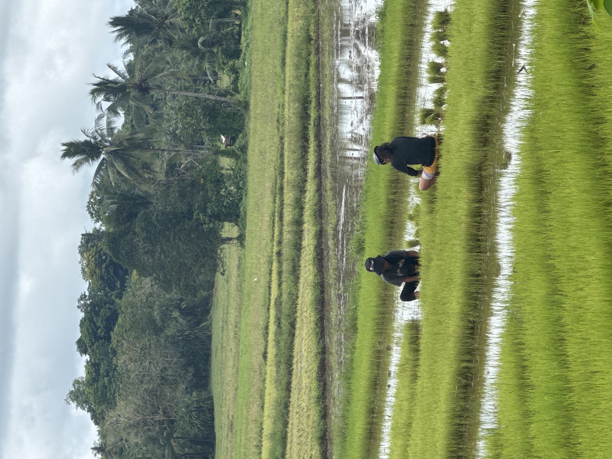 Two individuals are bent over in a flooded rice paddy, seemingly planting rice. The field is segmented into strips of varying green shades. To the left is a dense collection of trees, including palm trees, against a cloudy sky. The location is Del Carmen, Philippines.