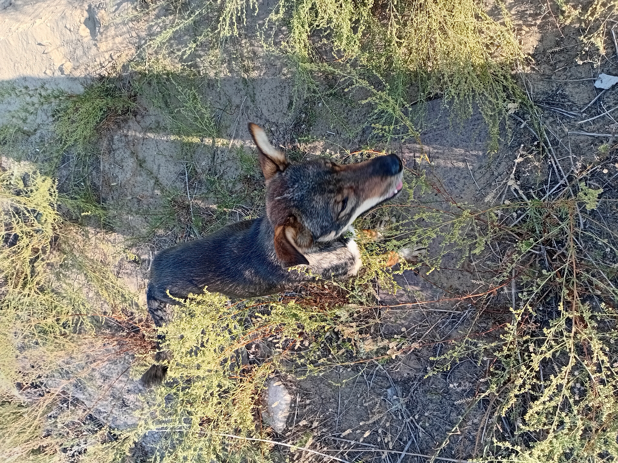 The image shows a dog standing in dry vegetation and dirt. The dog is medium-sized with dark fur and lighter markings on its face. It is looking down and to the right. The ground is sandy and dry, with sparse green and brown plants growing. A shadow is cast across the ground from the upper right to the lower left. The scene appears to be outdoors in a natural or semi-natural environment. The location is not specified in the image or its metadata.