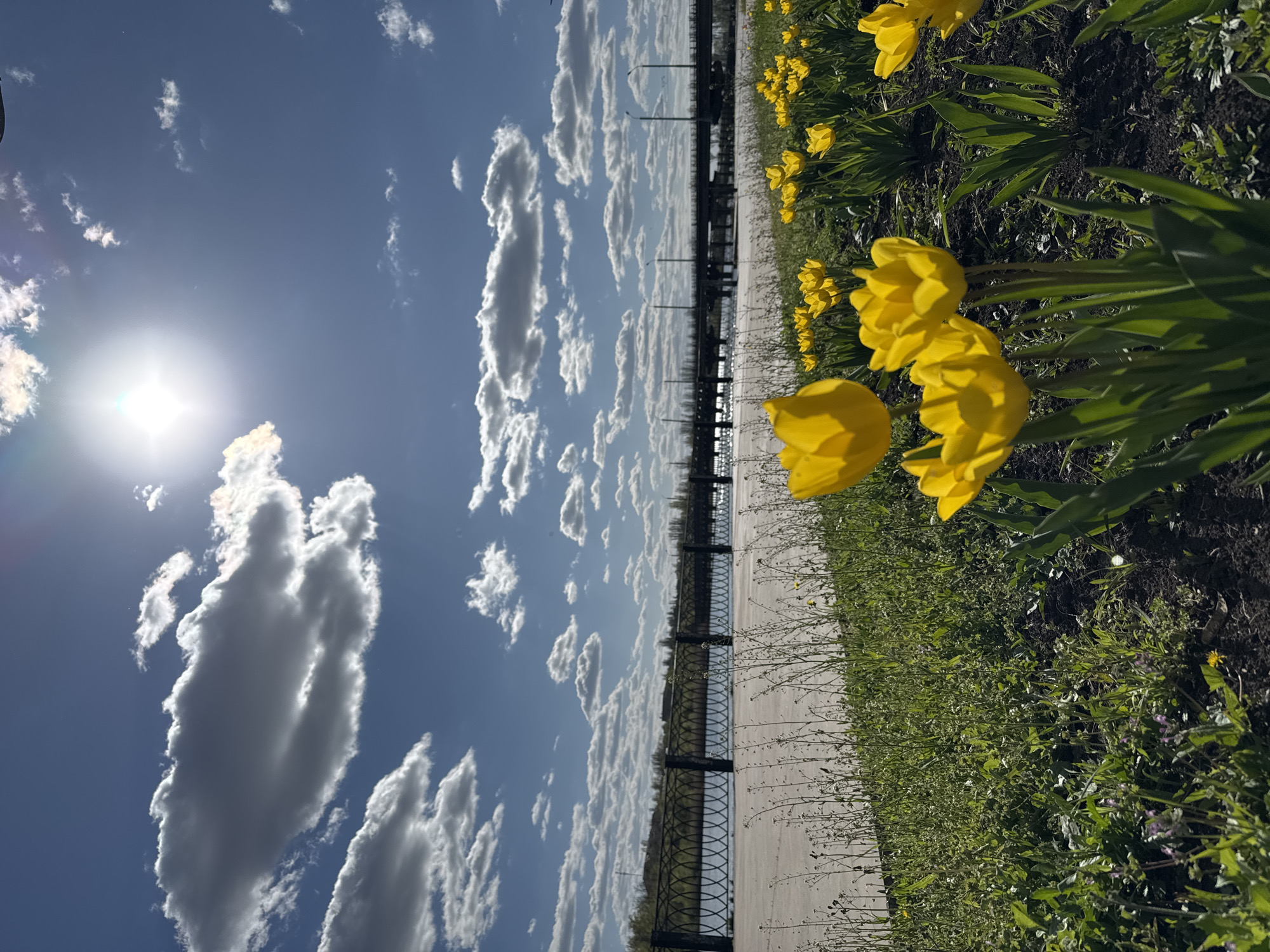 The image shows a sunny day in Kryvyi Rih, Ukraine. A row of yellow tulips blooms along a pedestrian walkway, with a dark, ornate fence separating the path from a body of water, likely the Inhulets River. Above, a bright sun shines in a blue sky dotted with cumulus clouds. The scene appears peaceful, with no people visible.
