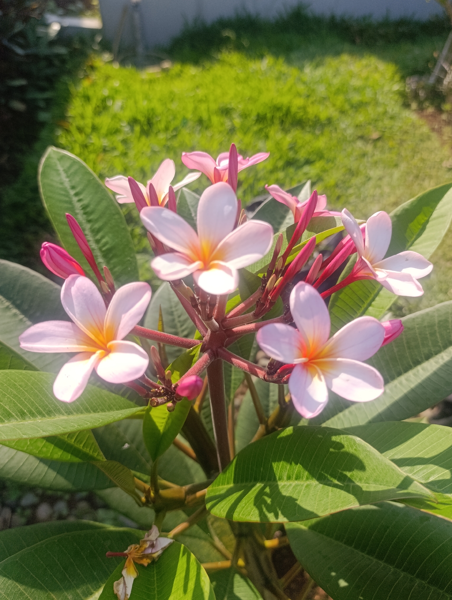 A close-up, sunlit, vertical shot shows a cluster of pale pink frangipani flowers with yellow centers, some in bloom and others as buds. The flowers are supported by thick, reddish-brown stems and surrounded by large, dark green leaves with prominent veins. Sunlight casts dappled shadows across the leaves and illuminates the scene, creating a warm and vibrant atmosphere. In the blurred background, a patch of bright green grass and hints of vegetation suggest an outdoor setting, likely a garden or park in Cihanjuang, Indonesia. There are no people or animals visible in the image.