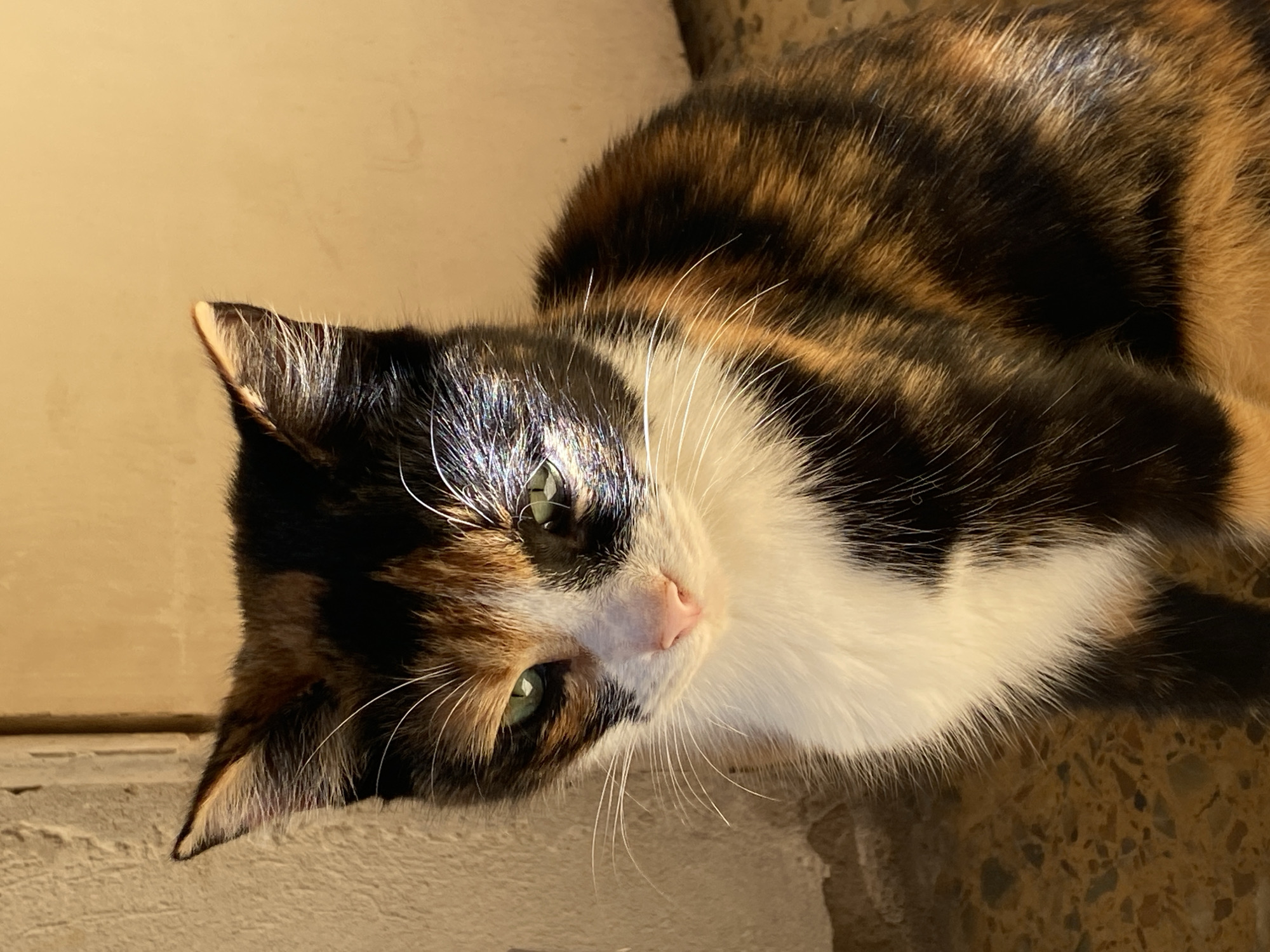 A close-up, medium-shot photograph captures a calico cat lying down, facing forward with its head tilted slightly to the left. The cat has black, orange, and white fur. Its eyes are green and its nose is pink. The cat's whiskers are long and white, and its fur appears soft and fluffy. The background is a textured beige or light brown surface. Based on geolocation metadata, this photo was taken in Monte Grande, Argentina. The scene appears to be indoors.