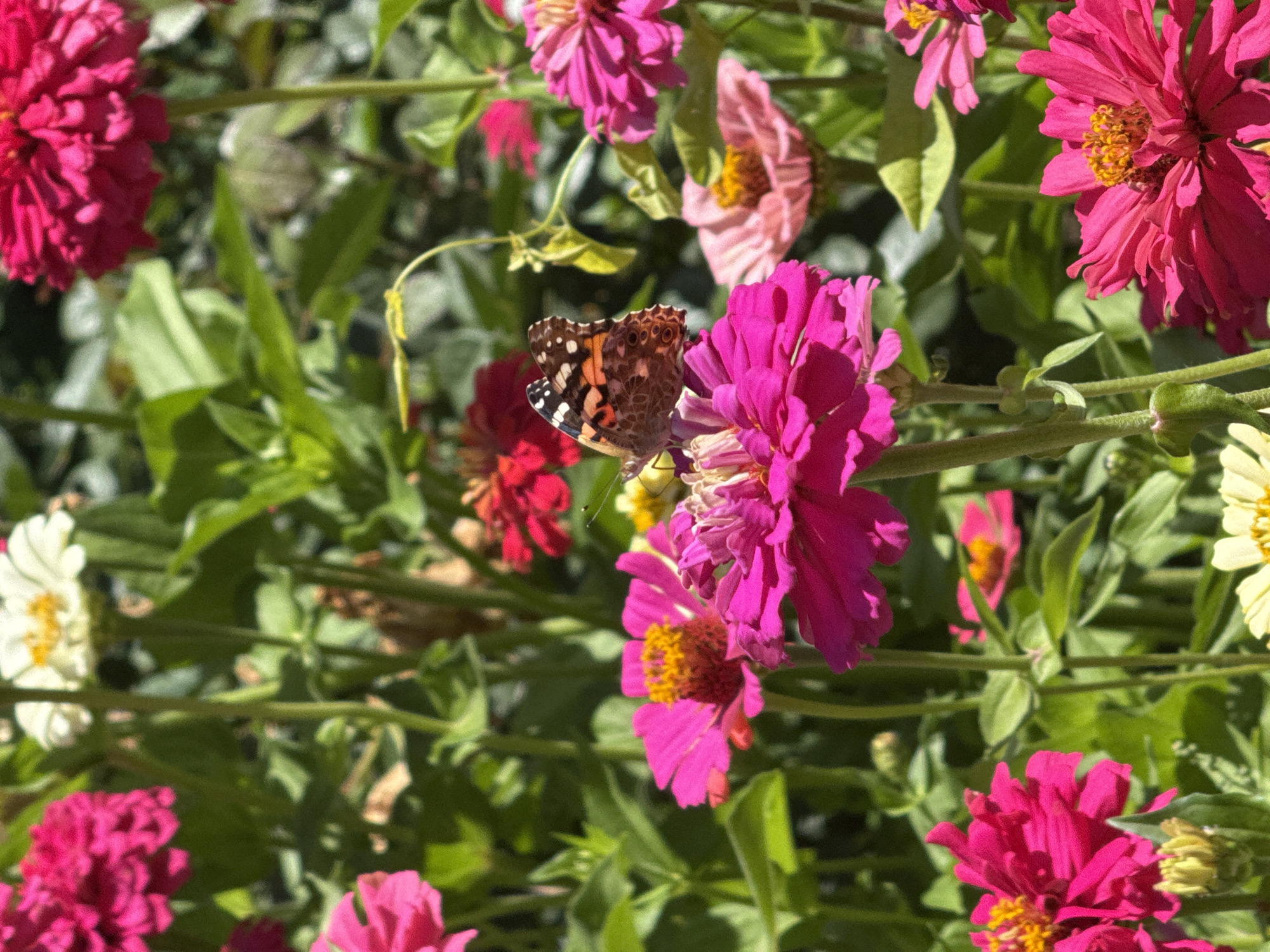A close-up, slightly blurry, high-angle shot shows a cluster of vibrant pink zinnias in bloom. A butterfly with orange, black, and white wings is perched on the petals of one of the zinnias, its wings partially open. The background is a blur of green foliage and other colorful flowers, including white and red zinnias, suggesting a garden setting. The lighting is bright, indicating a sunny day. The image appears to be taken in a garden in Boru-Bash, Kyrgyzstan.