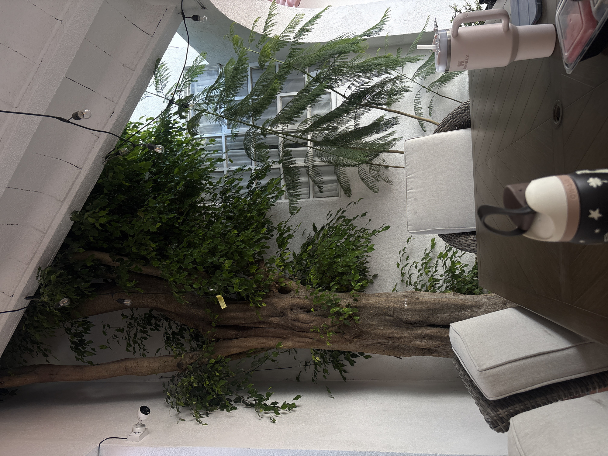 This is an indoor-outdoor space featuring a large tree with dense green foliage, extending across the frame. The tree appears to grow horizontally along the wall, with a thick trunk covered in bark. Behind the tree, a wall with windows is visible, suggesting an enclosed courtyard or atrium. String lights are hung along the wall near the top of the frame.
A patio furniture set with a table and cushioned chairs is positioned to the right. The table has a dark top with a light pink Stanley tumbler and a black and beige travel mug sitting on it. The chairs are cushioned with light gray cushions.
The location is possibly in Puebla, Mexico.