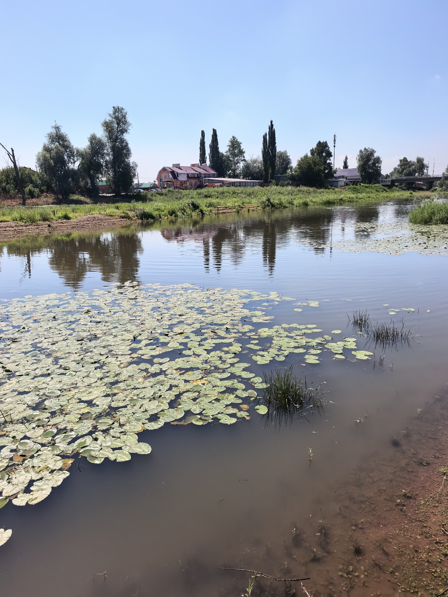This image depicts a calm body of water covered with lily pads in Sterlitamak, Russia, on a clear, sunny day. The foreground is dominated by the water's surface, with a dense cluster of light green lily pads covering the left and central portions. Scattered reeds and taller grasses emerge from the water in the mid-ground. The water reflects the blue sky and the trees and buildings lining the distant shore.
On the far bank, a line of lush green vegetation is visible, interspersed with several trees of varying heights and shapes. Prominent among these are tall, slender, dark green trees that stand out against the lighter foliage. A two-story building with a red roof and pinkish walls, possibly a restaurant or residential building, is situated towards the left of the center on the far bank. Further to the right, a white building with a grey roof is visible, and beyond that, a bridge can be seen crossing the water. A cell tower with a green antenna is also present on the far bank, to the right of the pink building. The ground along the right edge of the image appears to be reddish-brown soil with sparse vegetation and some debris. The overall environment suggests a rural or semi-rural setting within the city limits of Sterlitamak. No people are visible in the image.