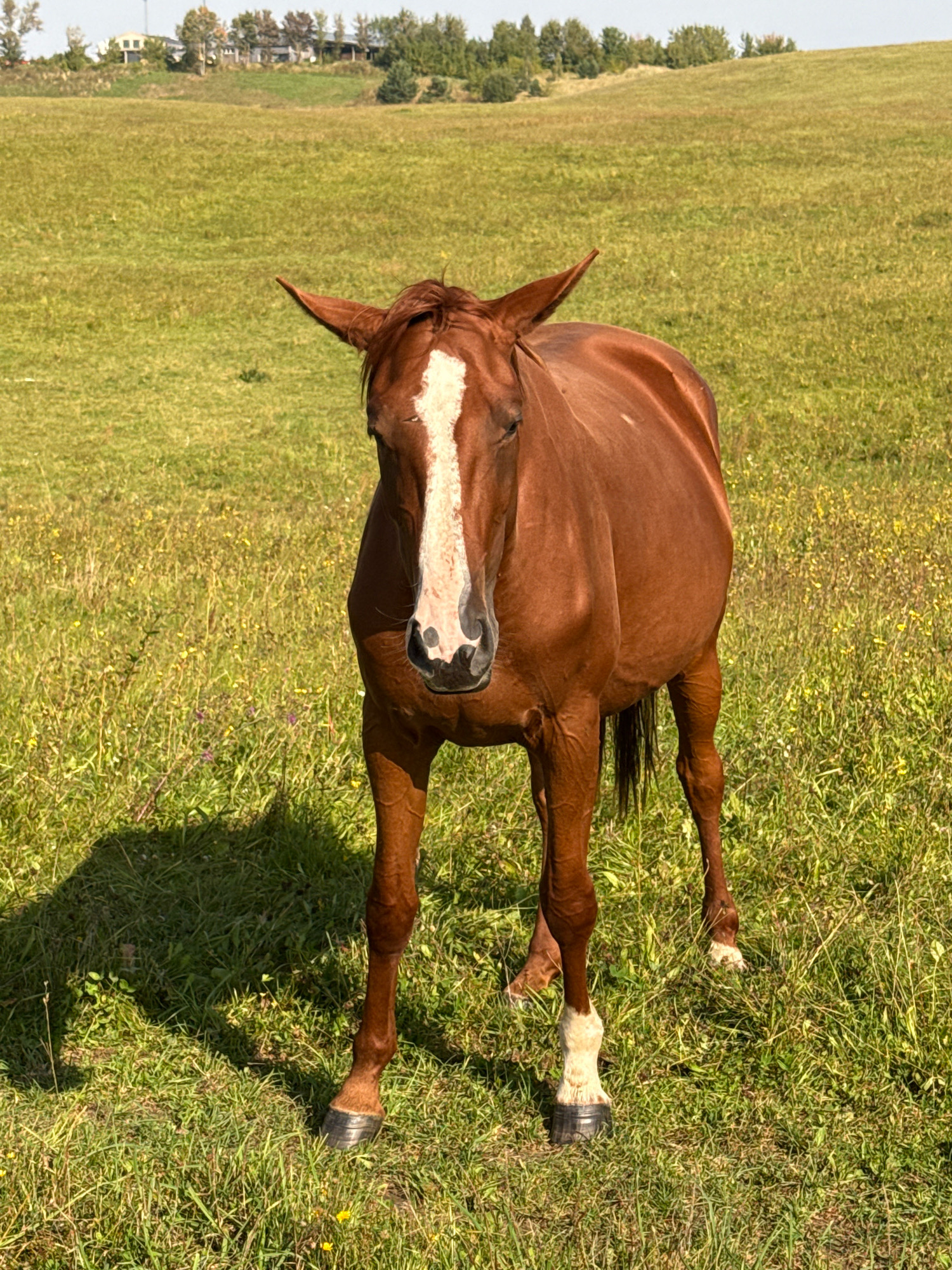 A brown horse with a white blaze on its face stands in a grassy field in Galinė, Lithuania. The horse is facing forward, with its ears perked up. The field is covered in green grass and dotted with yellow flowers. In the background, there are trees and buildings. The sky is clear and blue. The horse is casting a shadow on the grass to its left. The horse's hooves are shod.