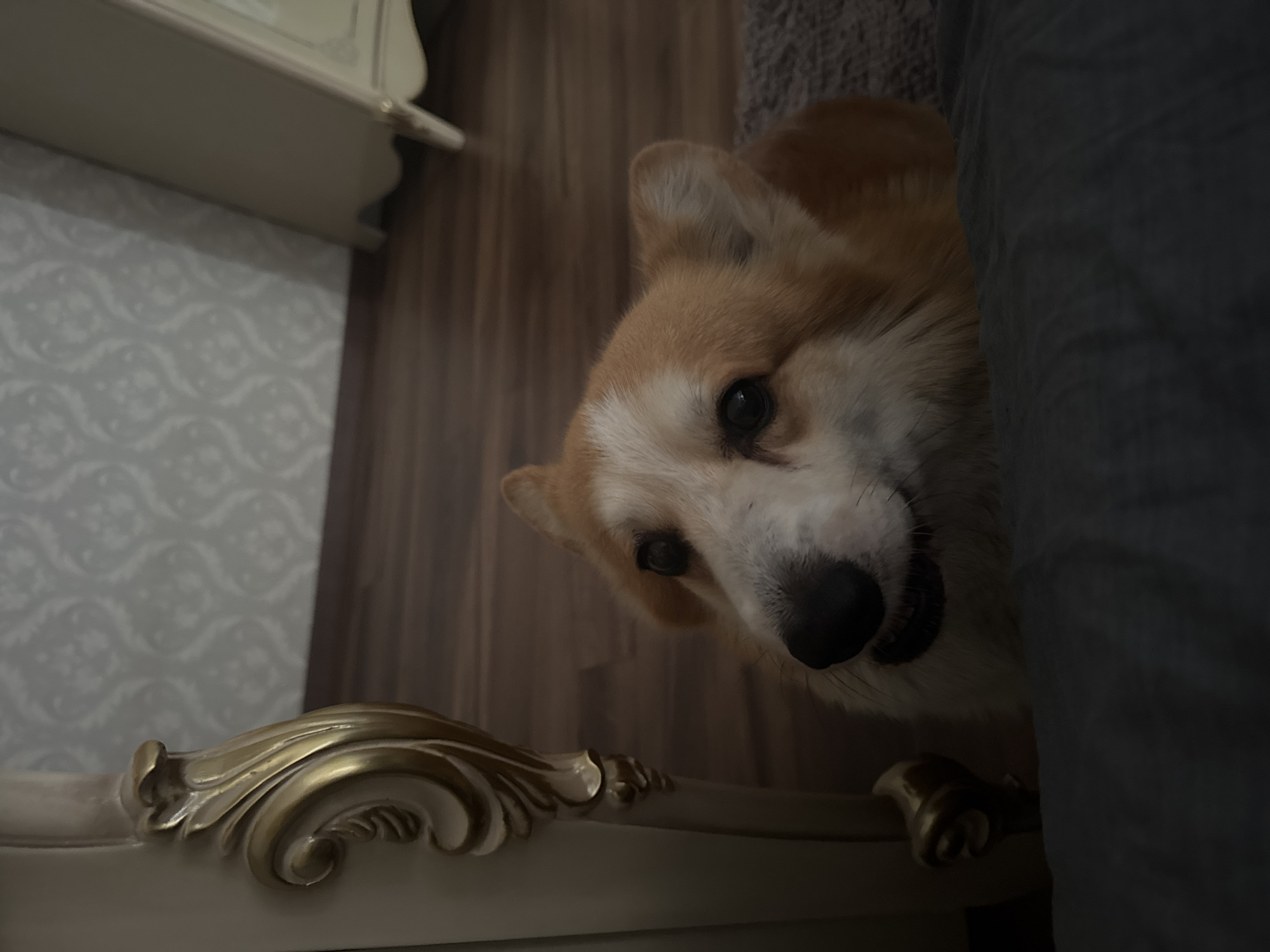 In a dimly lit room, a Pembroke Welsh Corgi with tan and white fur is the central subject, peeking over a dark grey fabric surface, likely a bed or sofa. The dog's head is tilted, with its dark eyes looking upwards and slightly to the left. Its mouth is slightly open, revealing teeth. To the left of the dog, a portion of an ornate, light-colored piece of furniture with gold trim is visible, its decorative carvings catching the limited light. The background shows a wooden floor and a wall with a subtle patterned wallpaper. The overall setting suggests an indoor, domestic environment, possibly in a residential area such as Зеленые Холмы Кп, Russia, based on the provided context, though the image itself does not offer specific geographical markers beyond that.