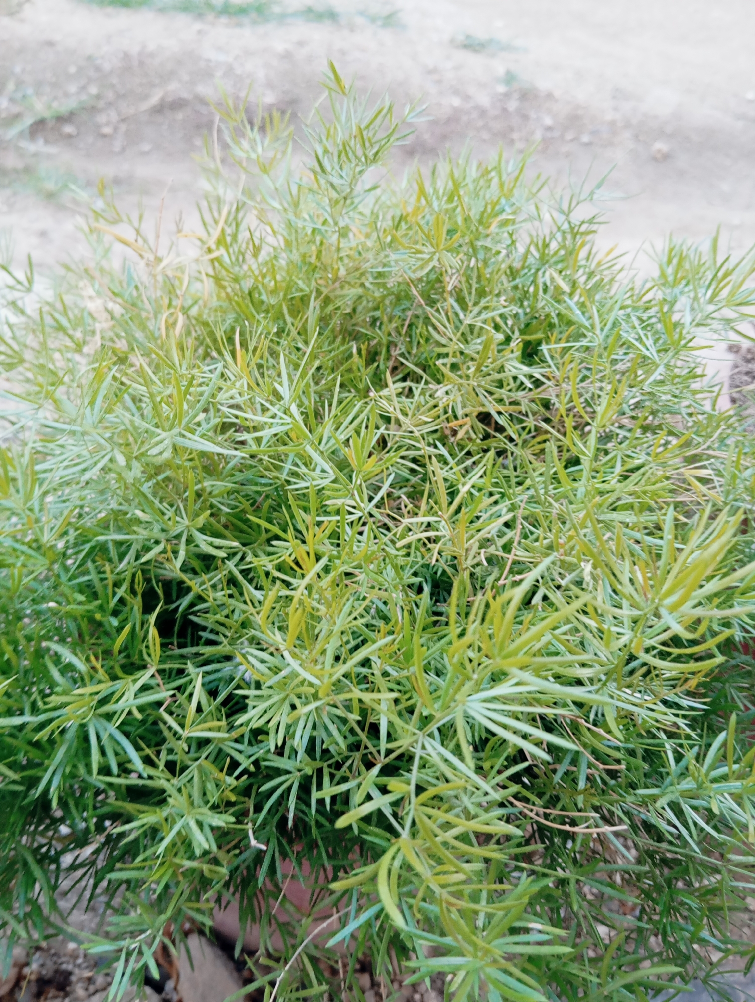 A close-up, overhead shot shows a bushy, green plant with needle-like leaves. The plant is lush and dense, with some leaves appearing yellowed or dried. The background is out of focus and appears to be a gravelly, dirt path. There is no visible indication of a specific city or location.