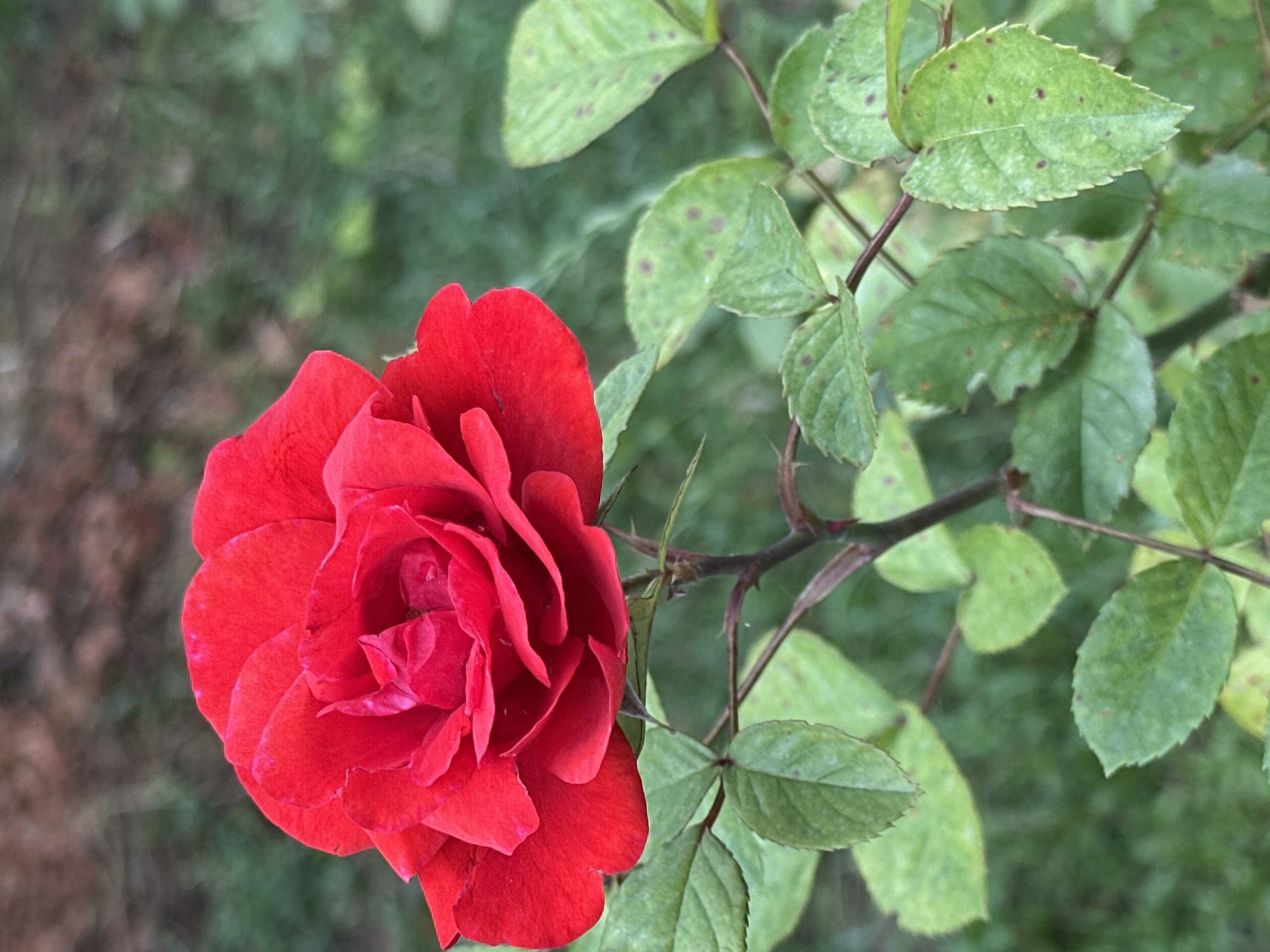 A close-up, eye-level, outdoor shot features a single, vibrant red rose in full bloom, dominating the left side of the frame. The rose's petals are a rich, velvety red, with delicate folds and a textured surface. Below the bloom, a thin, dark stem supports several green leaves. Some of these leaves exhibit small, reddish-brown spots, indicating possible disease or damage. The background is a blur of green foliage and darker, out-of-focus areas, suggesting a garden or natural setting. The lighting appears soft and diffused, casting no harsh shadows. There are no people or discernible human activity visible in the image. The image does not provide any information regarding its location within the city of Gori, Georgia.