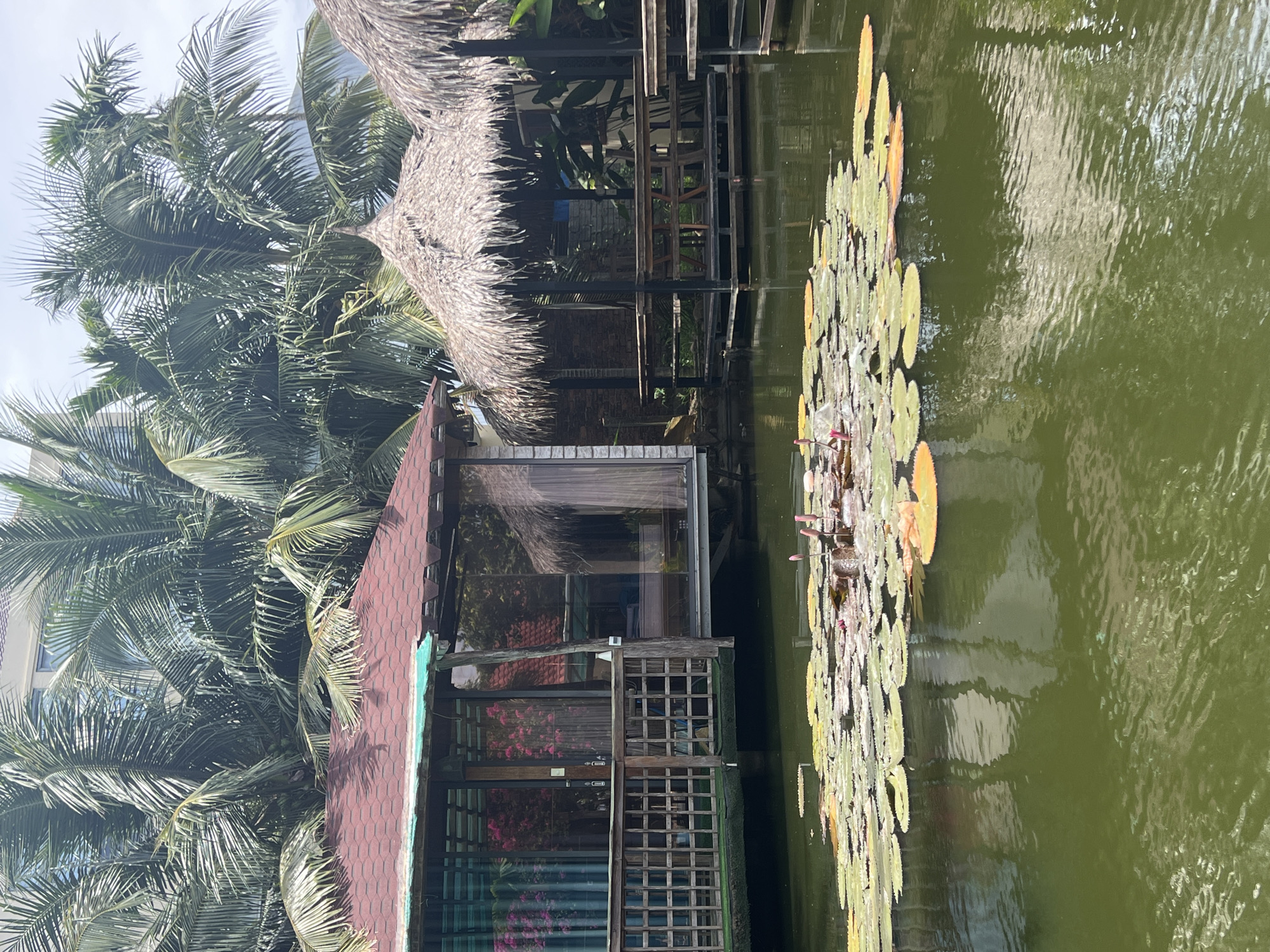 The image depicts a serene scene in Hoi An, Vietnam, featuring a pond filled with lily pads and several structures that suggest a resort or restaurant setting. In the foreground, the pond's surface is dotted with numerous green and some orange lily pads, with a few pink lotus buds emerging. The water is dark green and reflects the surrounding environment.
To the left, a building with a red tiled roof and wooden railings stands over the water. Its glass walls reveal glimpses of pink curtains and what appears to be decorative plants inside. This structure is elevated and supported by visible wooden beams.
To the right, there are two thatched-roof gazebos, also built over the water. The first gazebo is open and contains wooden picnic tables and benches. The second gazebo is partially visible and appears to be similar in design. The structures are interconnected by wooden walkways.
Behind these buildings and gazebos, lush green palm trees dominate the background, their fronds creating a dense canopy. In the upper part of the image, a modern building with windows is visible behind the palm trees, suggesting a juxtaposition of traditional and contemporary architecture in the area. The sky above is overcast with bright white clouds. The overall impression is one of a tranquil, tropical setting.
